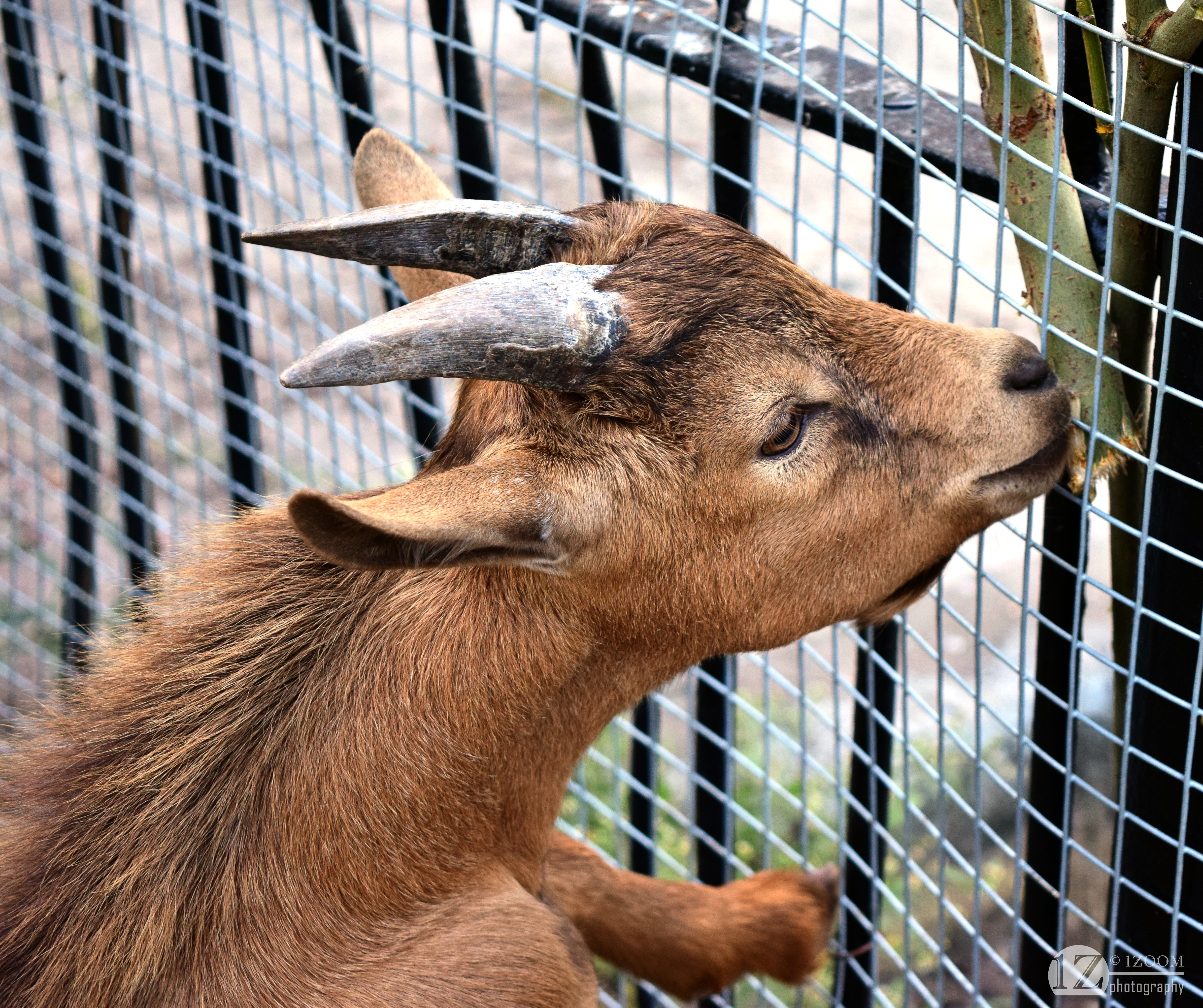 Goat with Horns HD Wallpaper
