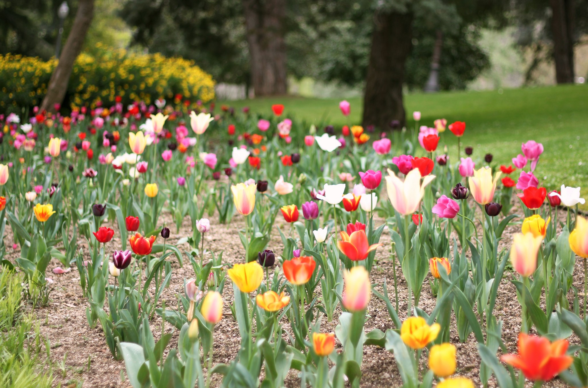 A field of colorful tulips in a park HD Wallpaper