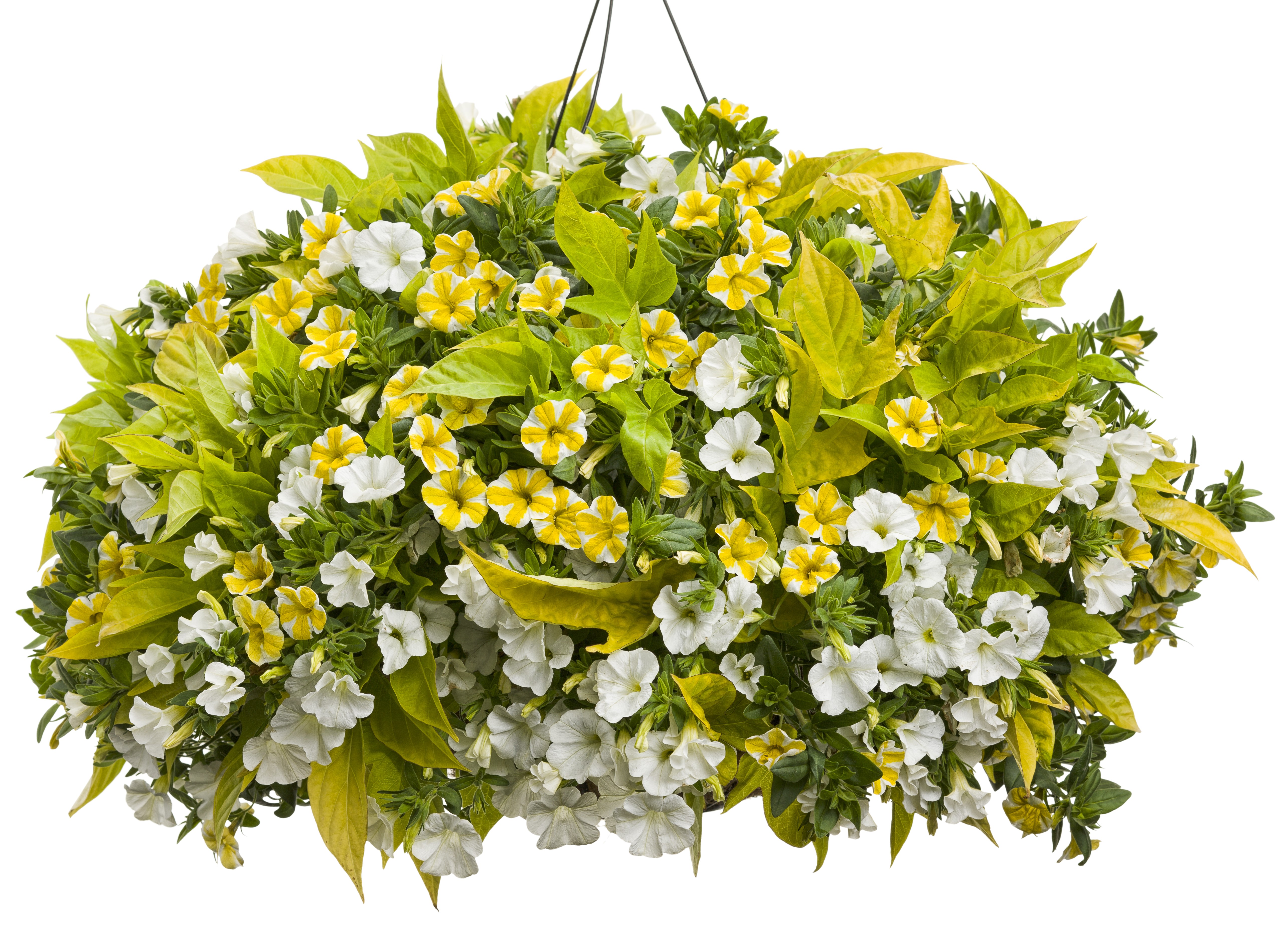 Hanging basket with yellow and white Calibrachoa flowers HD Wallpaper