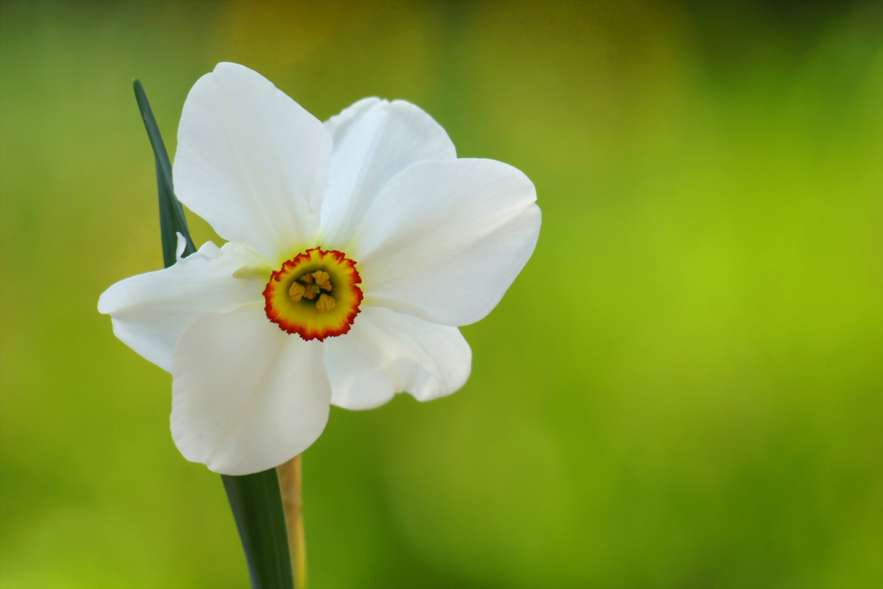 White Daffodil Flower with Yellow and Red Center HD Wallpaper