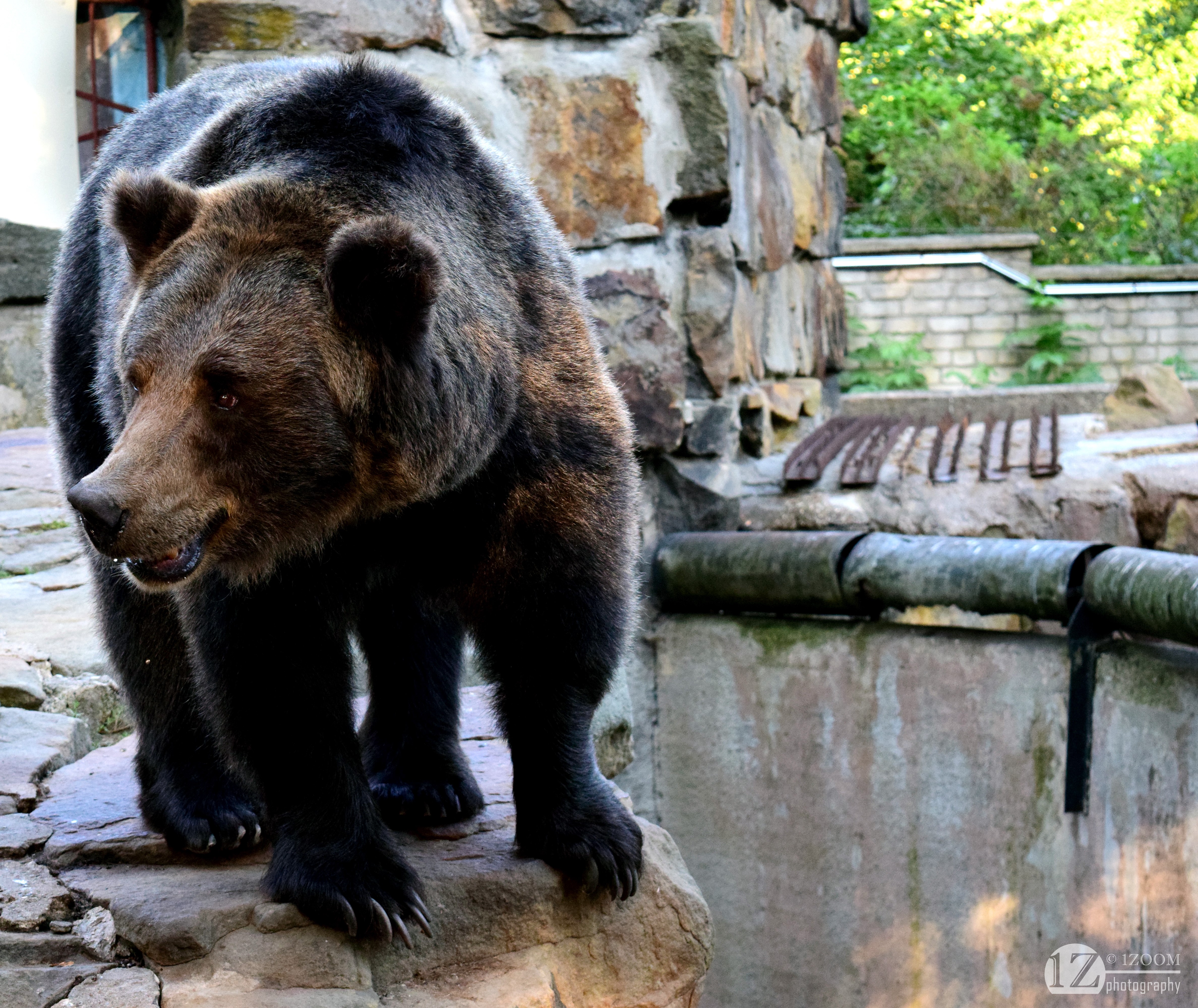 Brown Bear in Zoo Enclosure HD Wallpaper