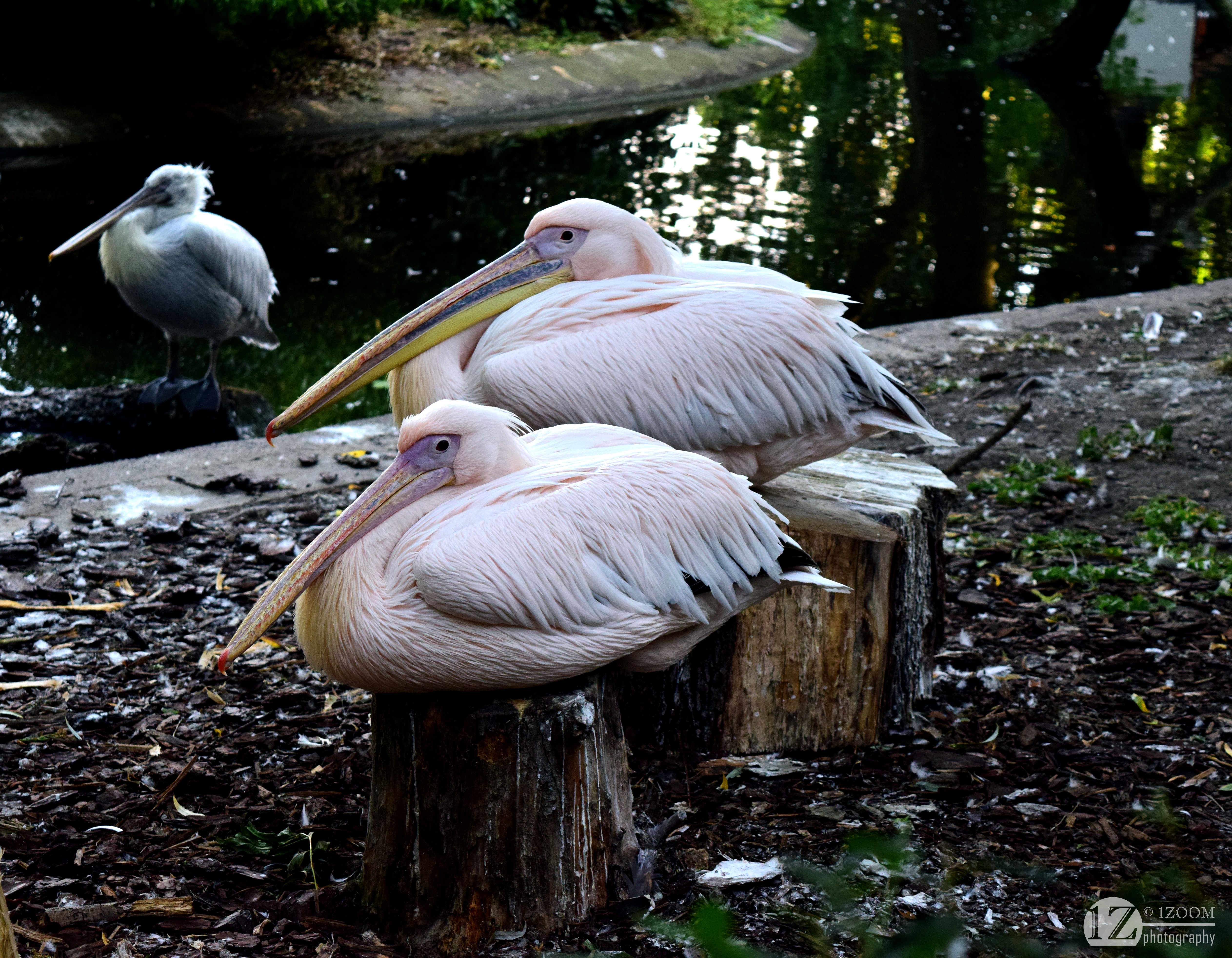Great white pelicans resting on logs near water HD Wallpaper