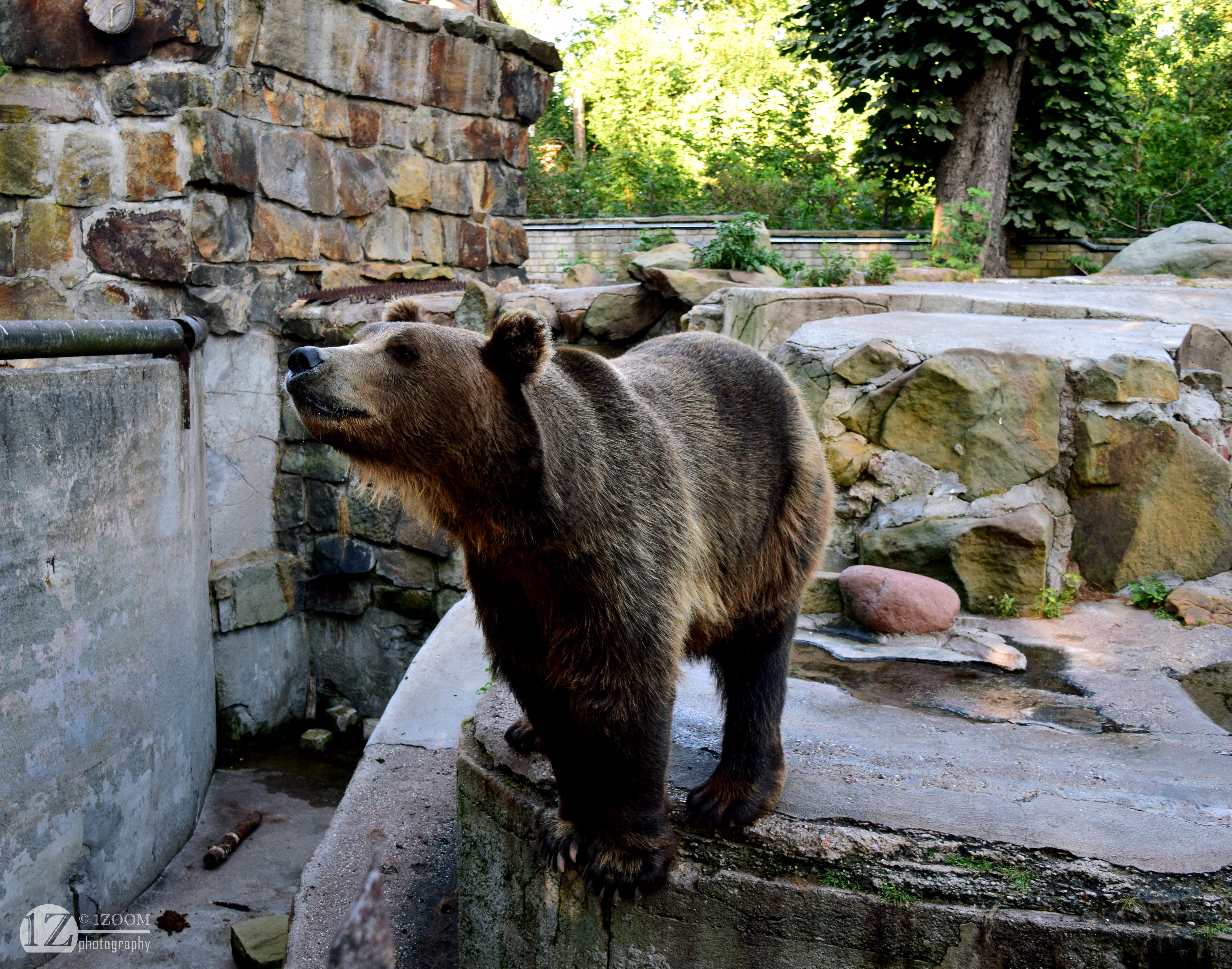 Brown Bear in Zoo Enclosure HD Wallpaper