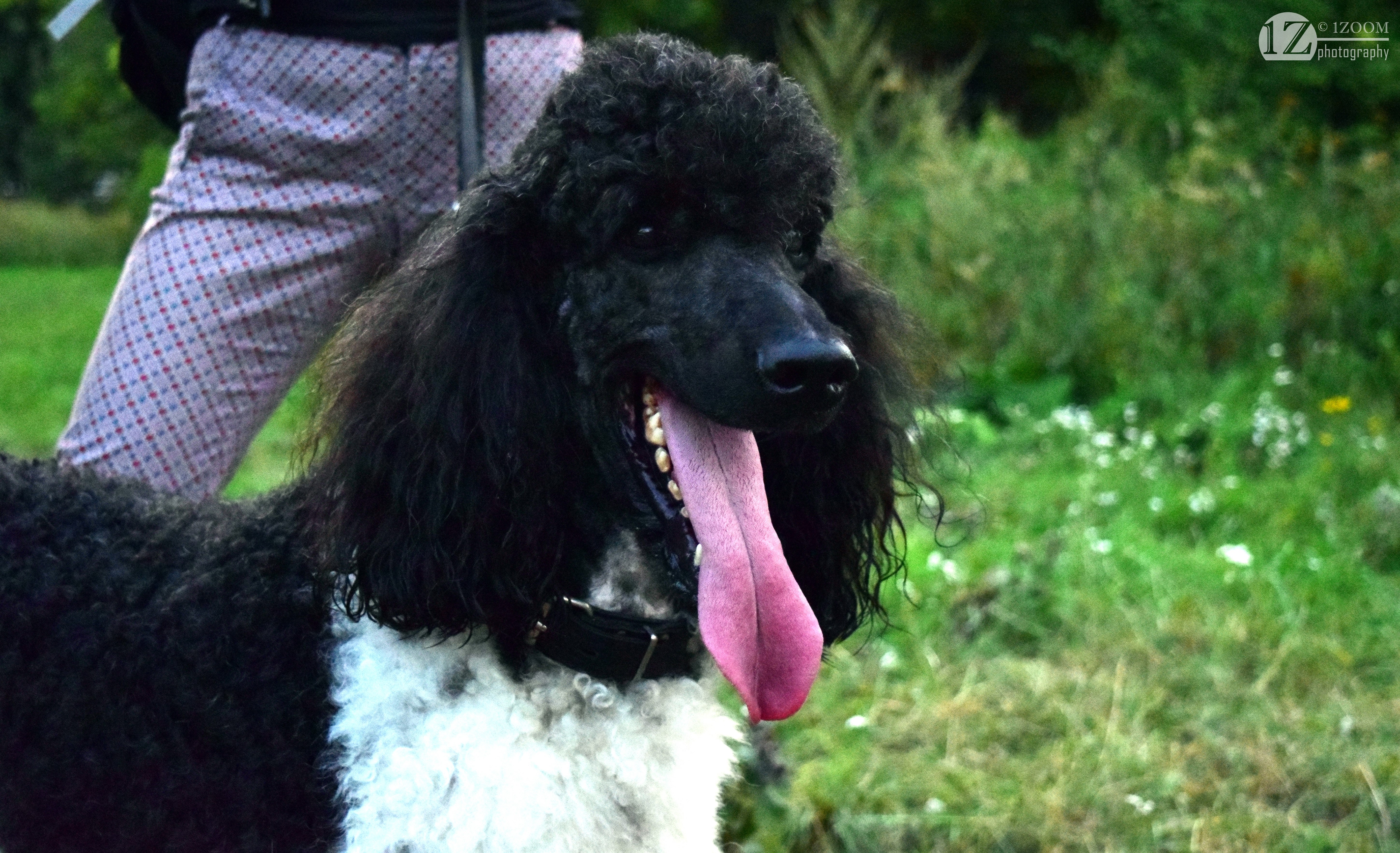 Black Poodle with Person in Patterned Pants HD Wallpaper