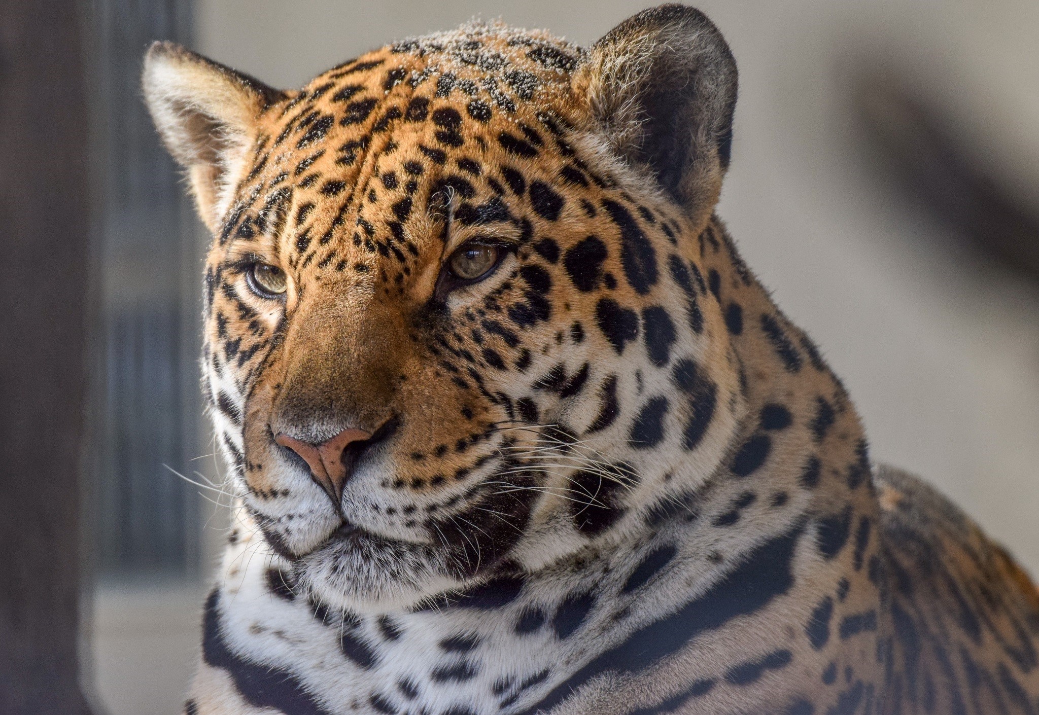 Close-up of a Jaguar's face HD Wallpaper