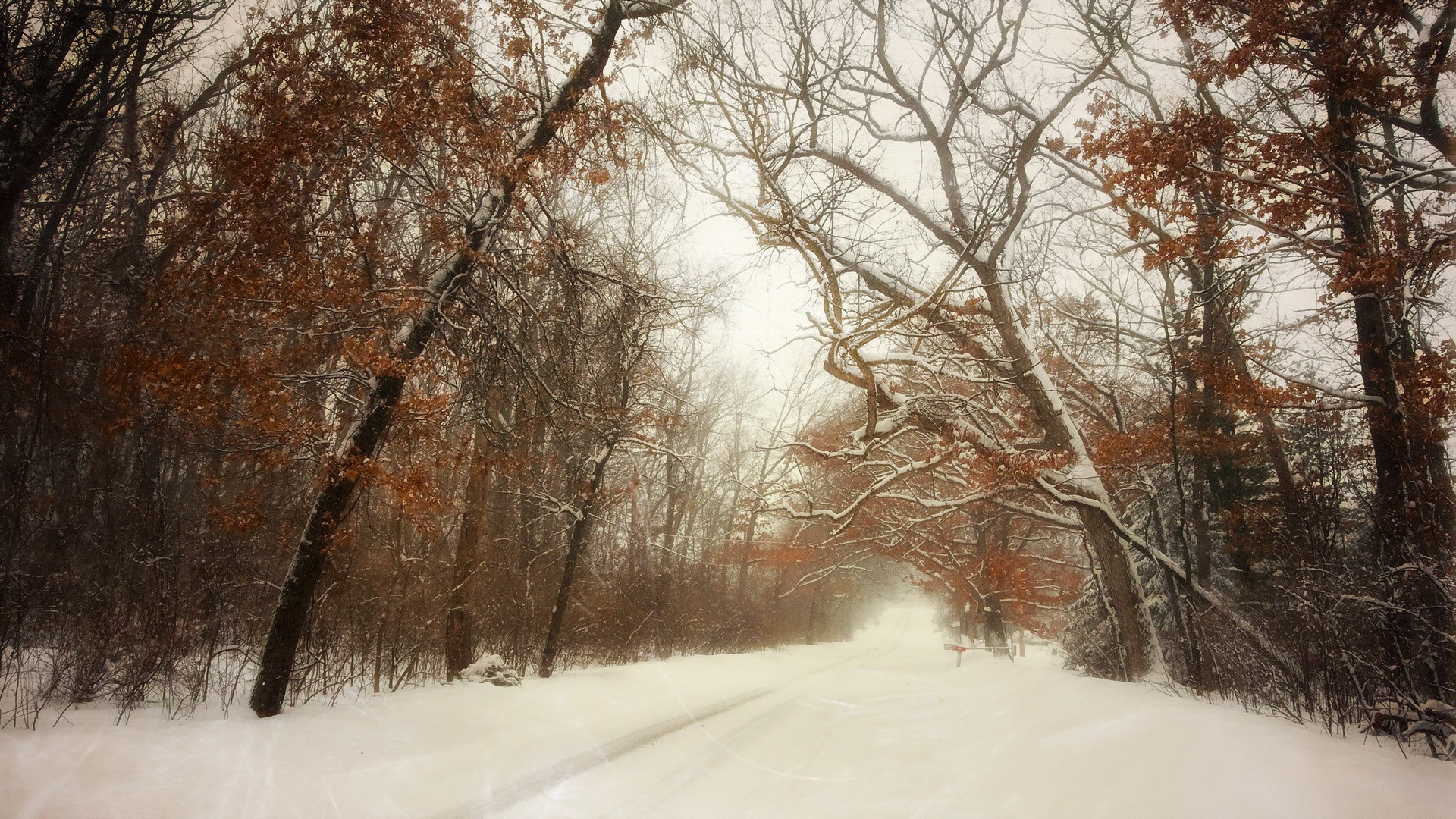 Winter road through a snowy forest with bare trees HD Wallpaper