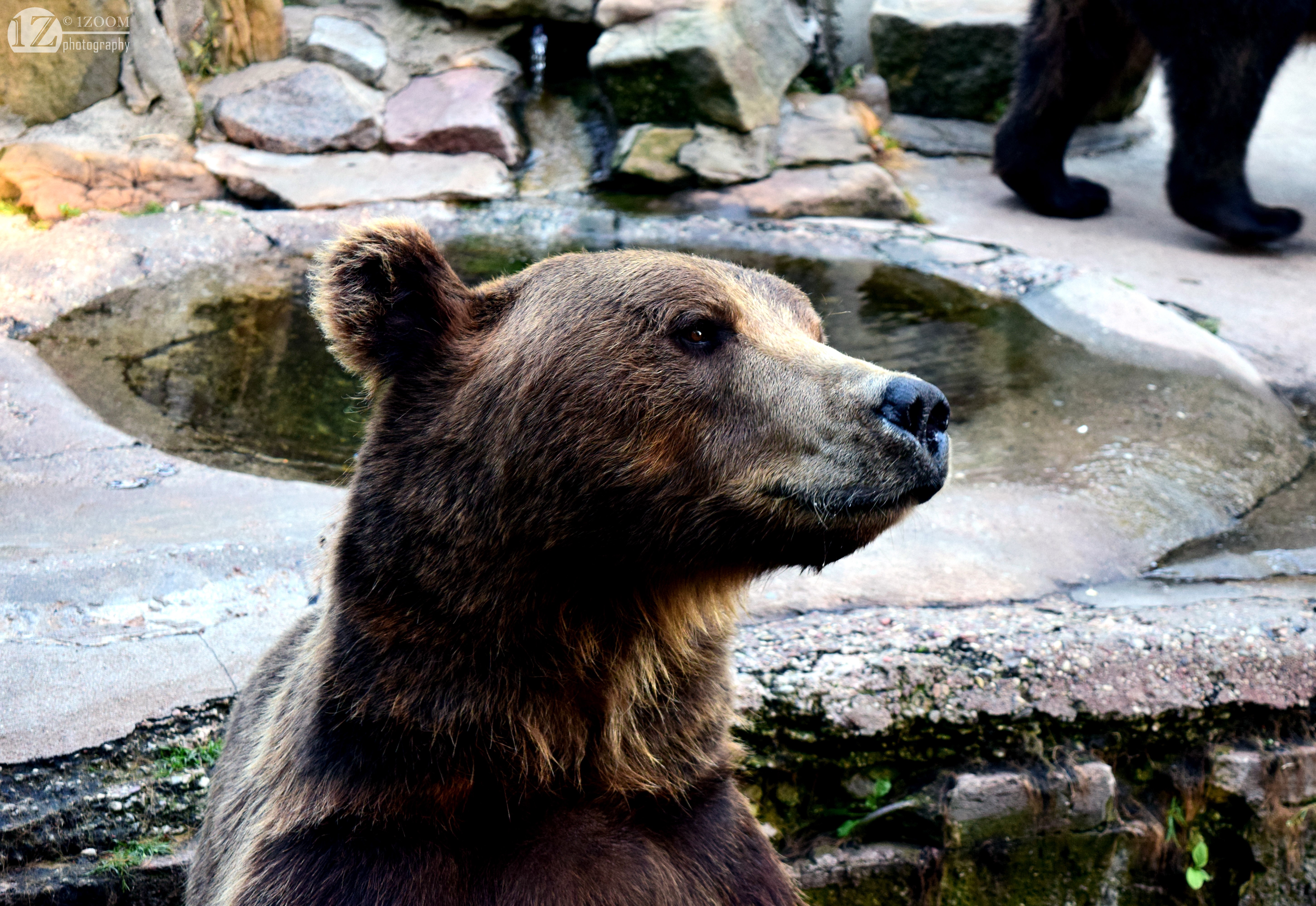 Brown Bear in Zoo Enclosure HD Wallpaper