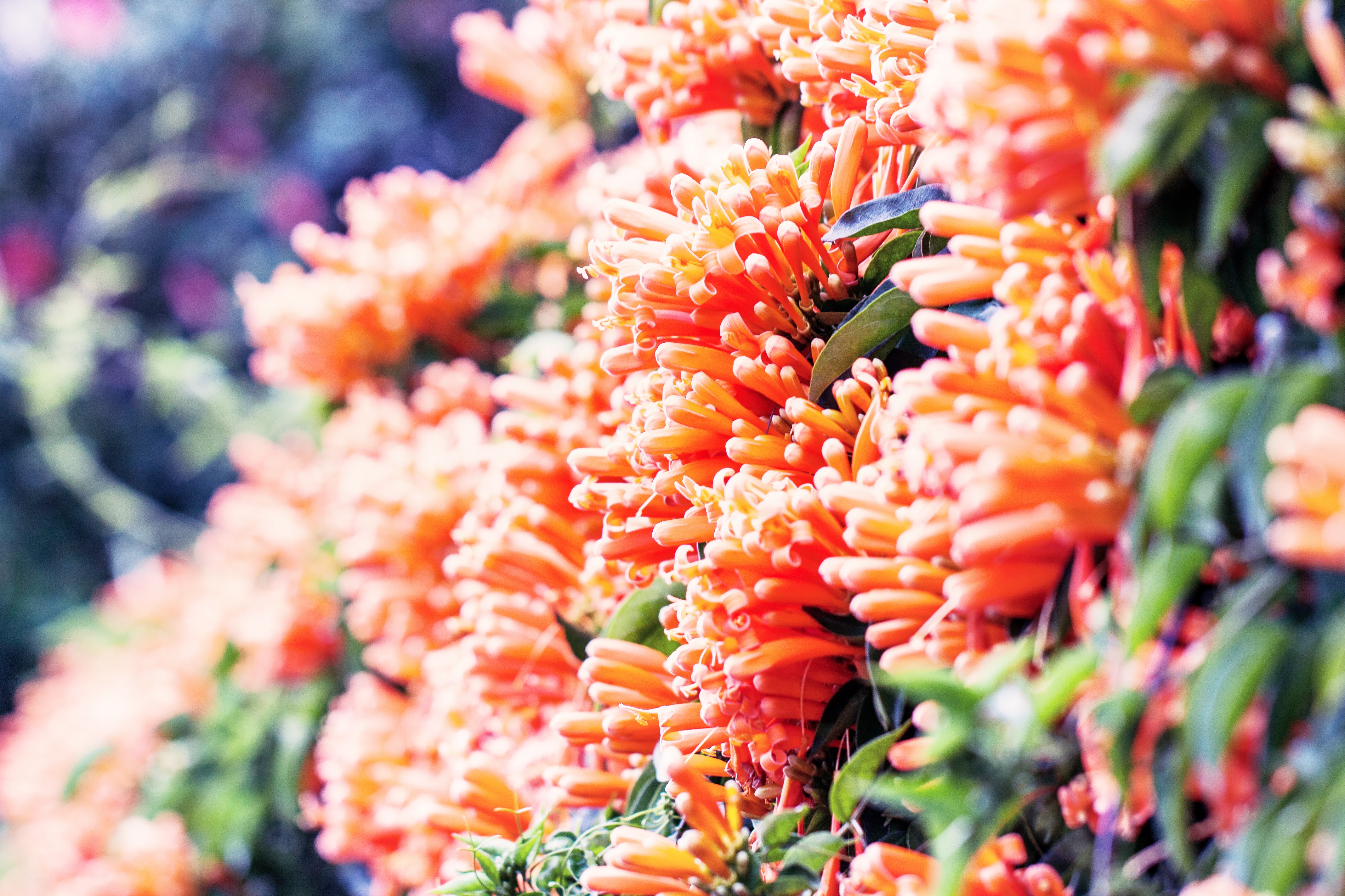 Orange flowers on a vine HD Wallpaper