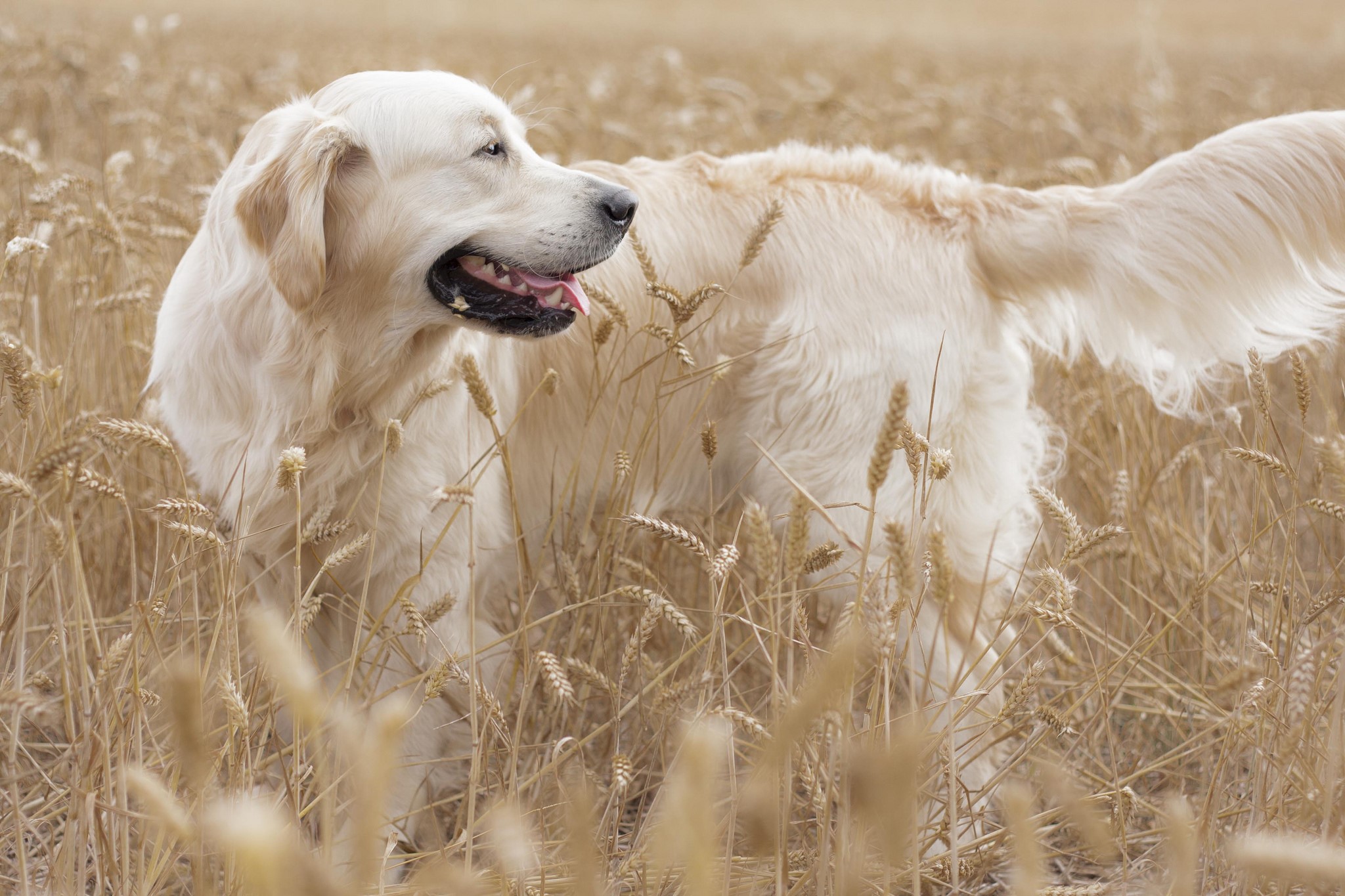 Golden Retriever dog in a wheat field HD Wallpaper
