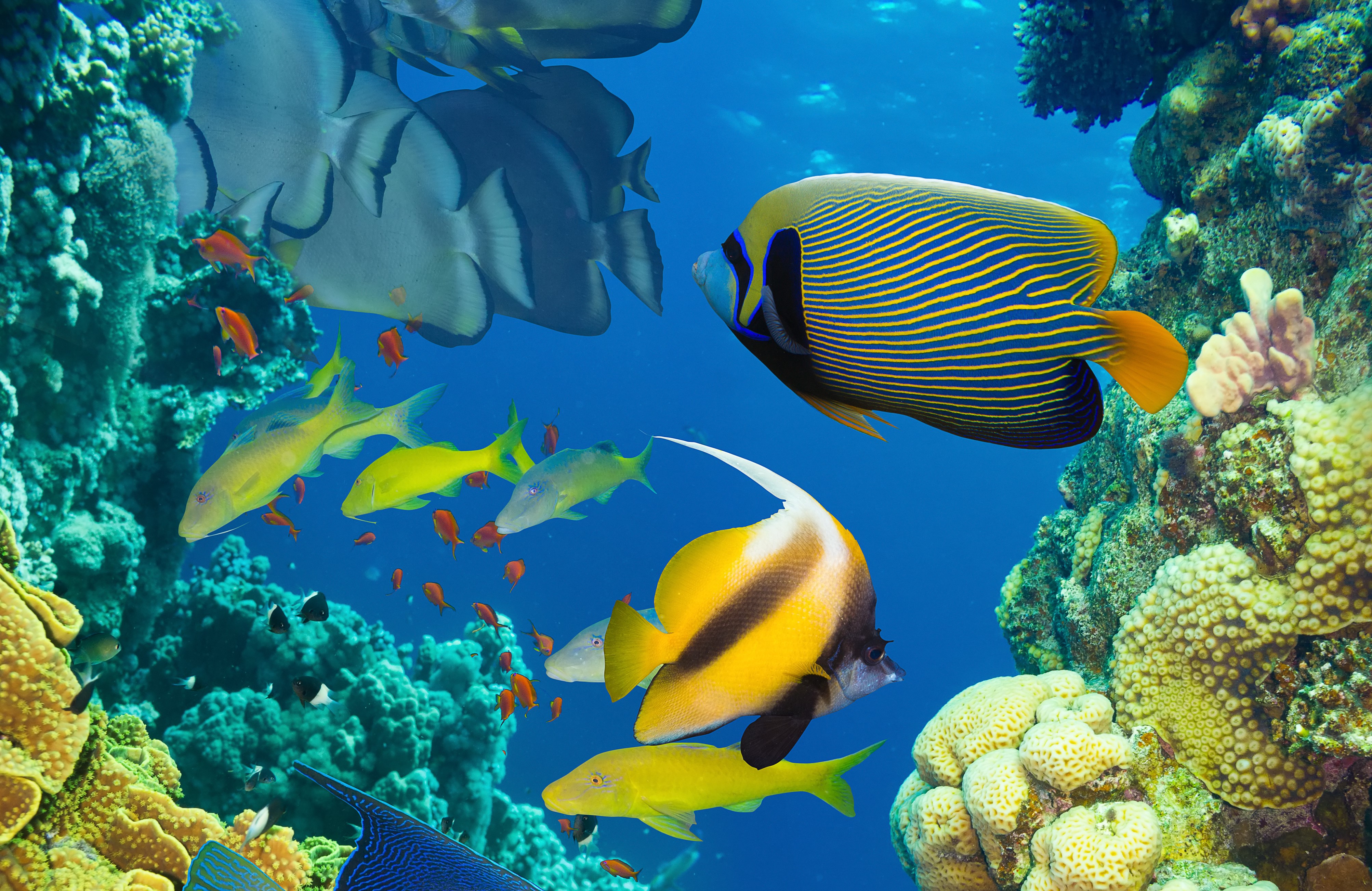 4K Underwater World with Corals and Fish HD Wallpaper