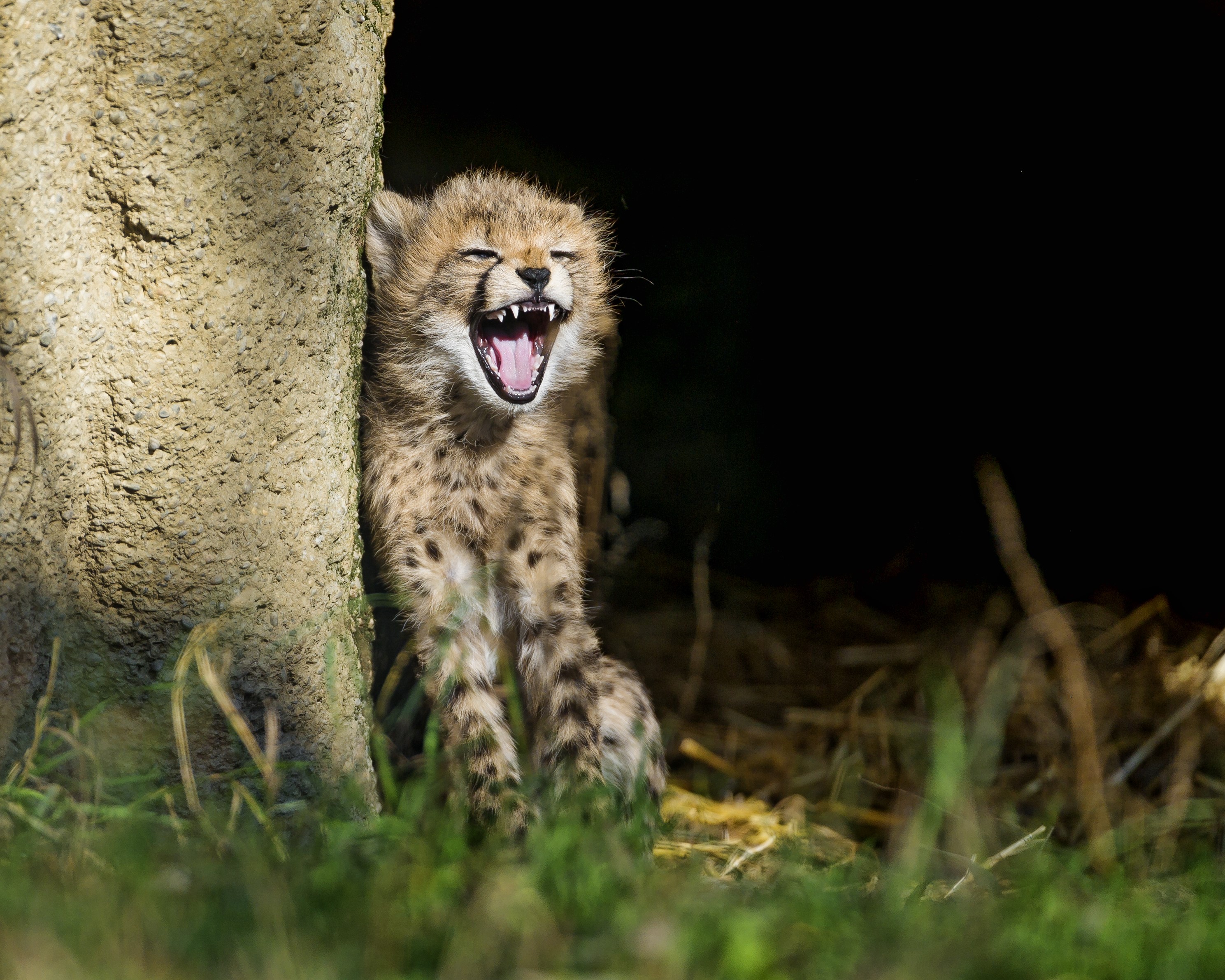 Cheetah cub yawning next to a tree trunk HD Wallpaper