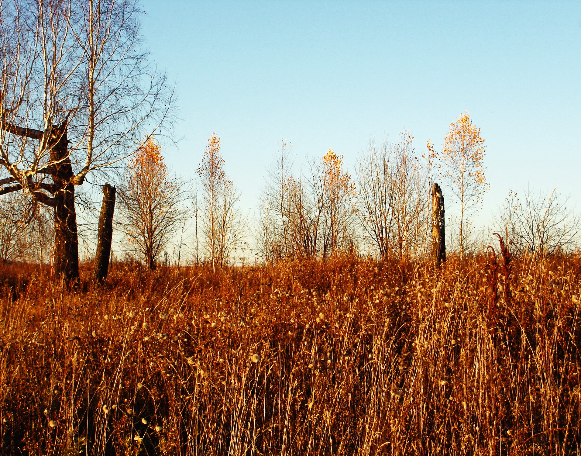 Autumn field with bare trees and wooden posts HD Wallpaper