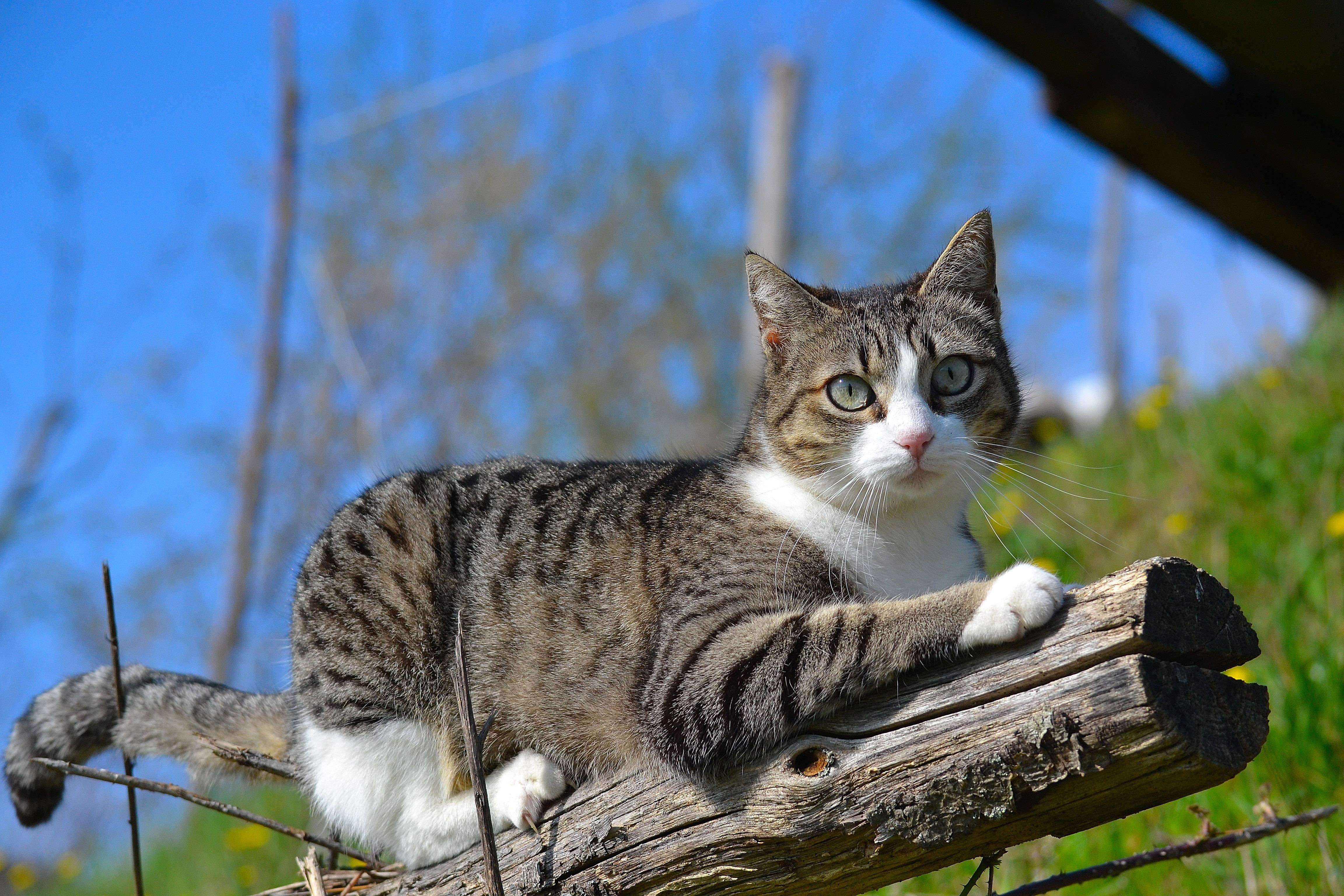 Tabby cat lying on a log HD Wallpaper