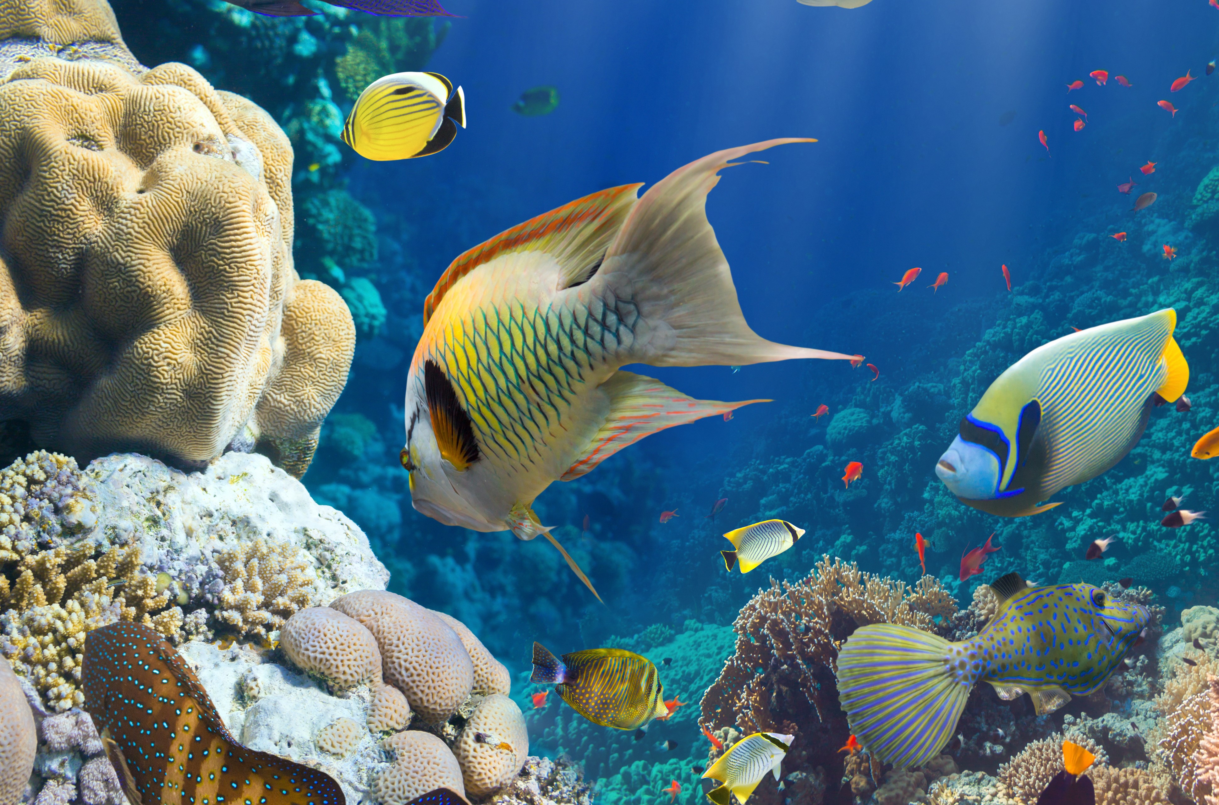 4K Coral Reef Underwater World with Fish and Corals HD Wallpaper
