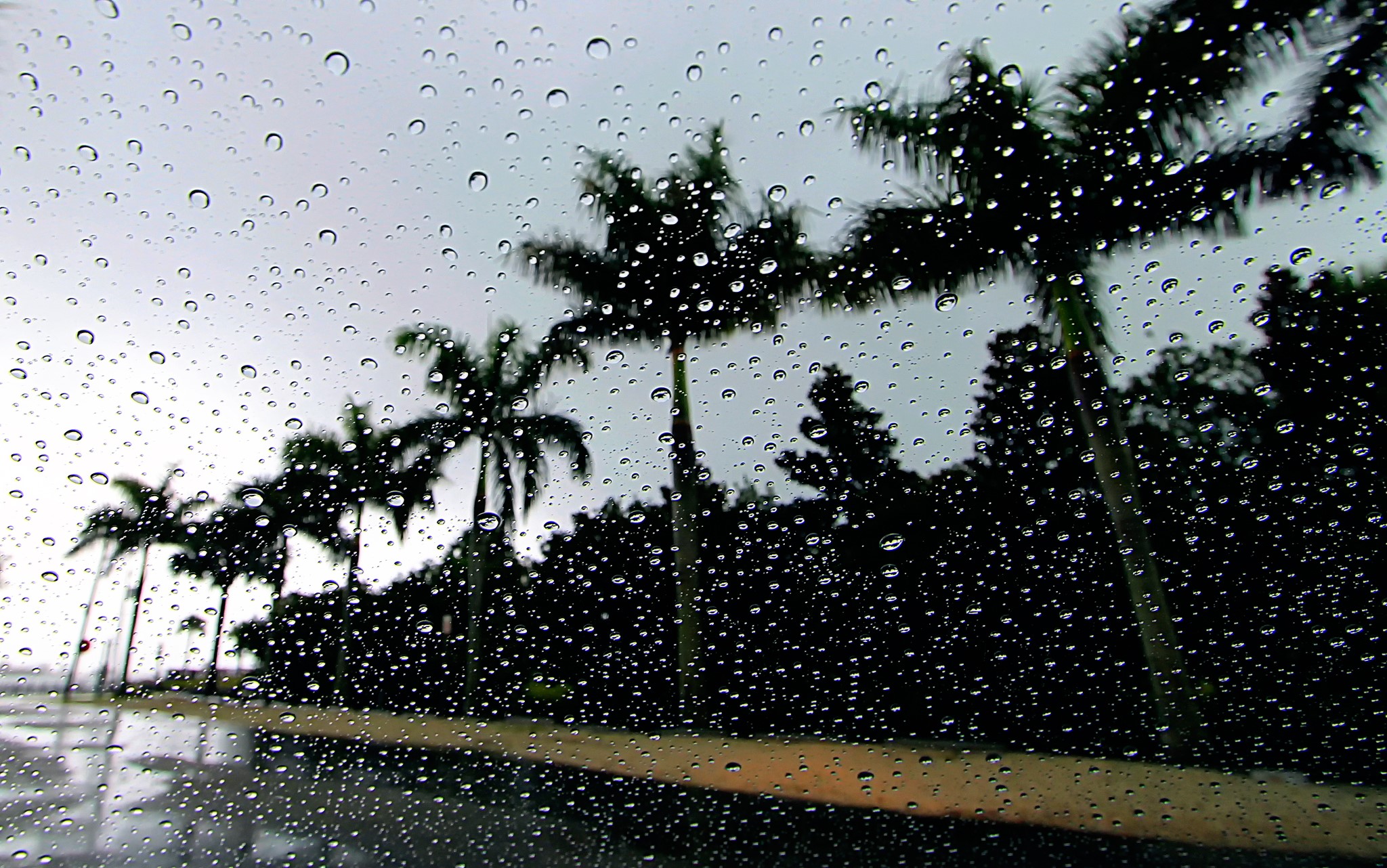 Raindrops on glass with palm trees in the background HD Wallpaper