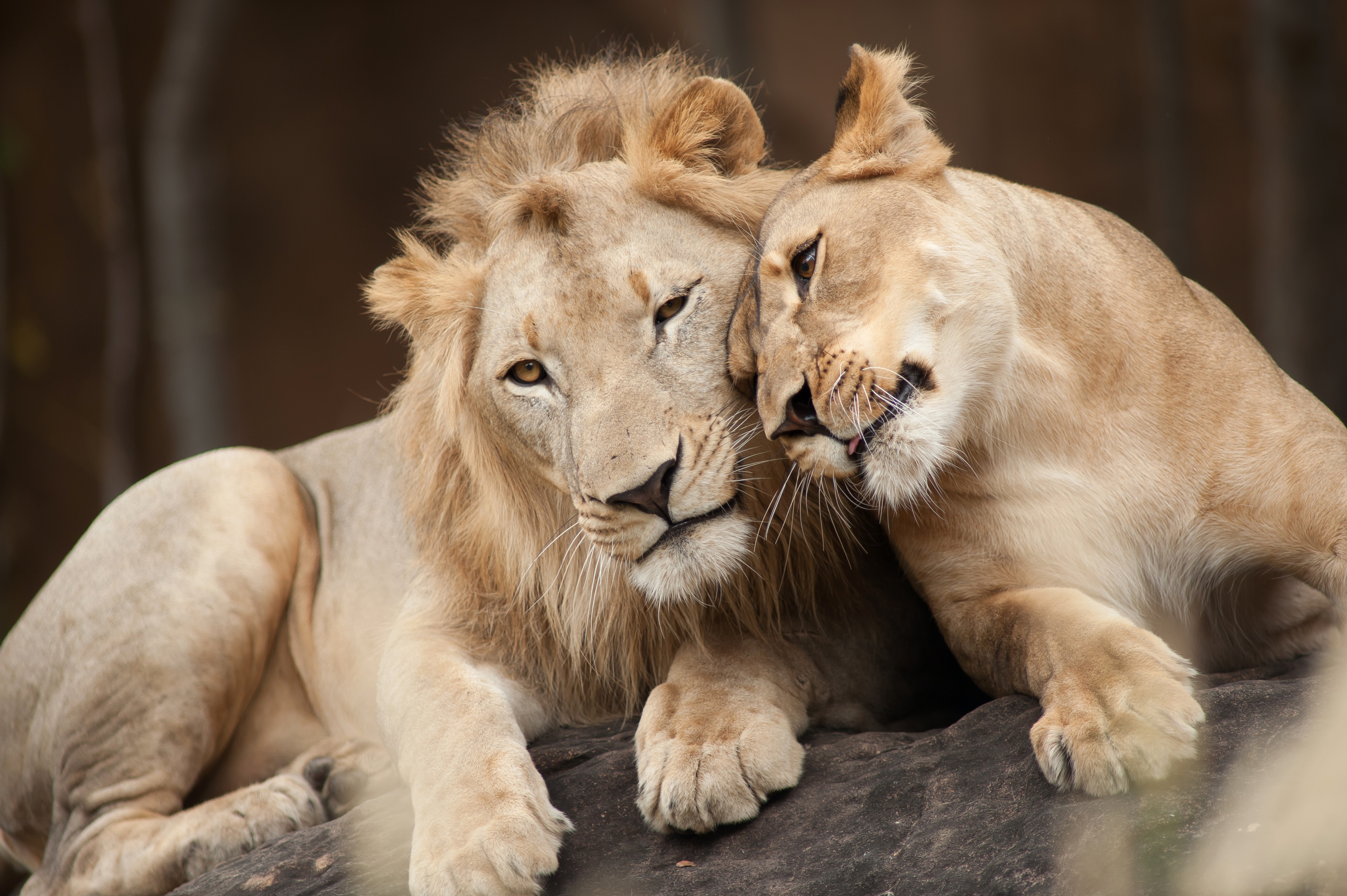 Two lions, a male and a female, resting together HD Wallpaper