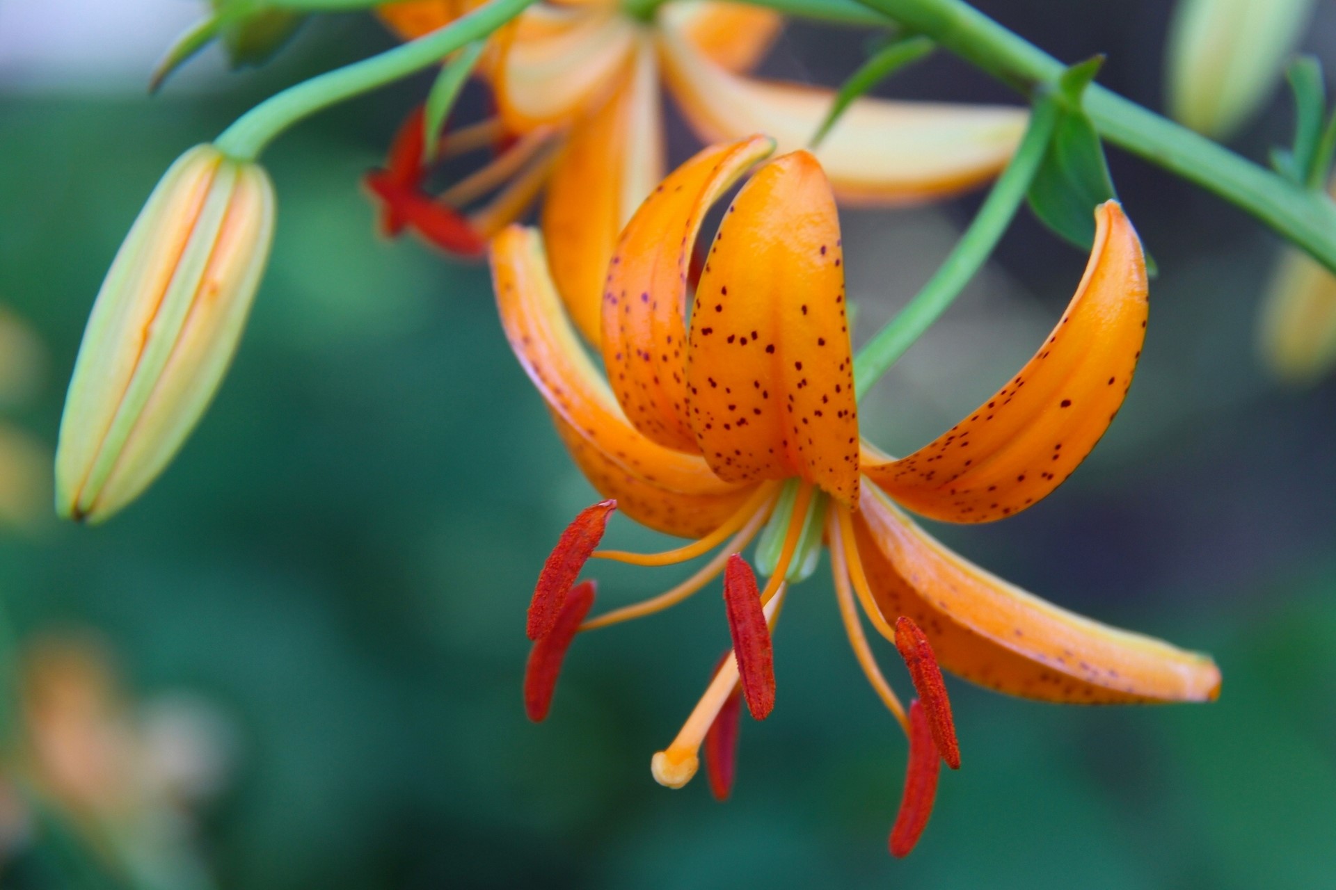 Orange lily flower and bud on a stem HD Wallpaper