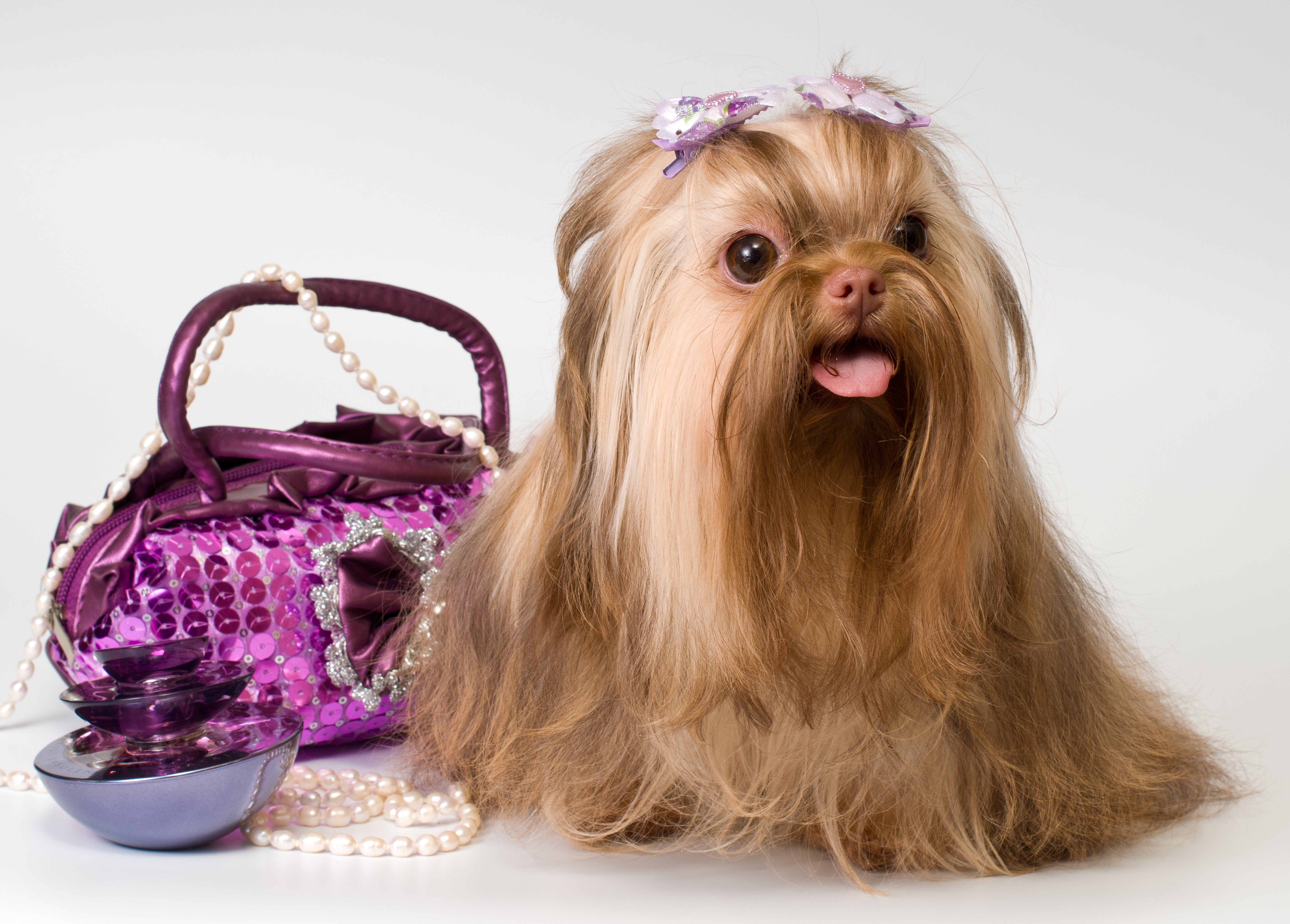 Yorkshire Terrier with Purse and Pearls HD Wallpaper