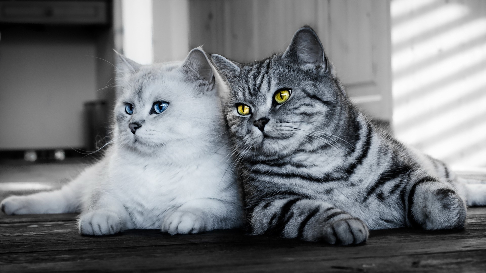 Two cats, one white with blue eyes, one tabby with yellow eyes HD Wallpaper