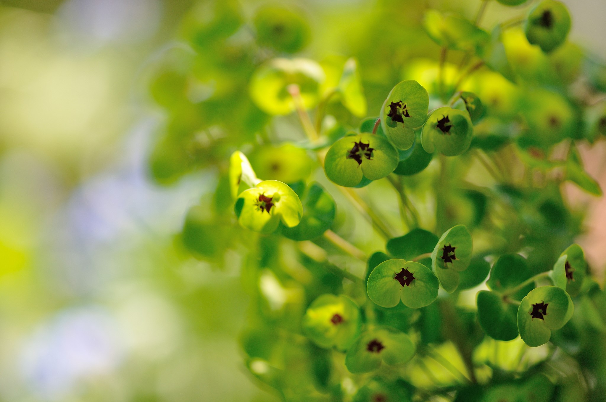 Green Euphorbia flowers with dark centers HD Wallpaper