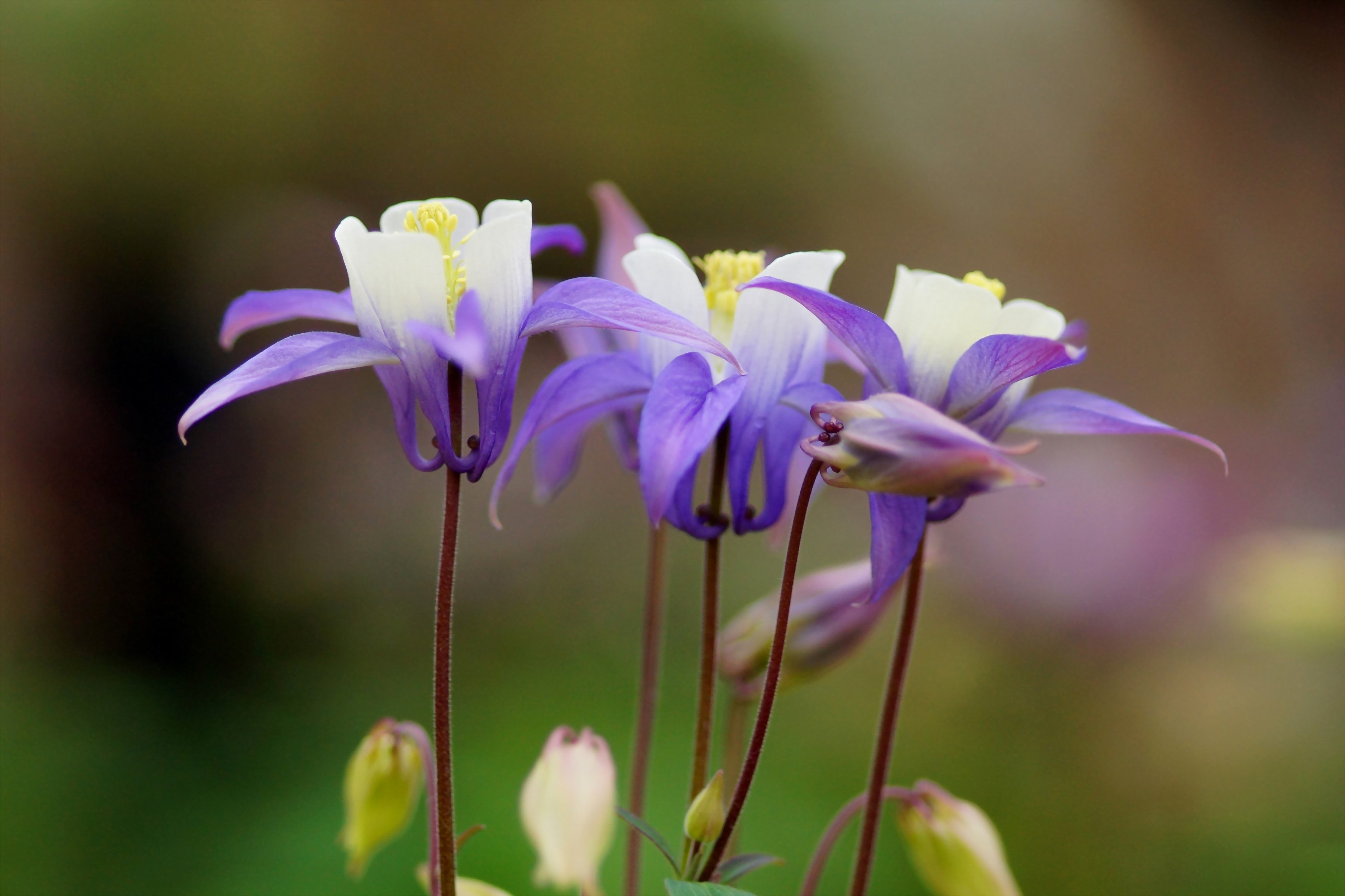 Close-up of purple and white Aquilegia flowers HD Wallpaper