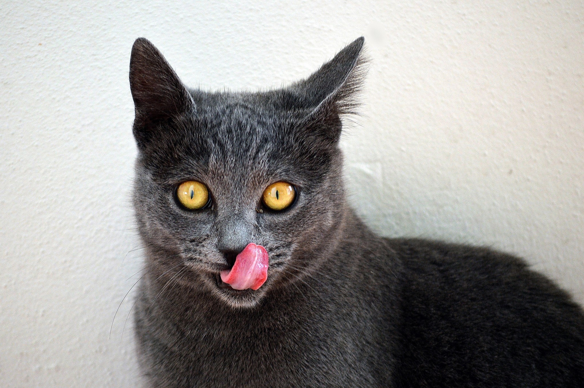 A grey cat with yellow eyes licking its nose HD Wallpaper