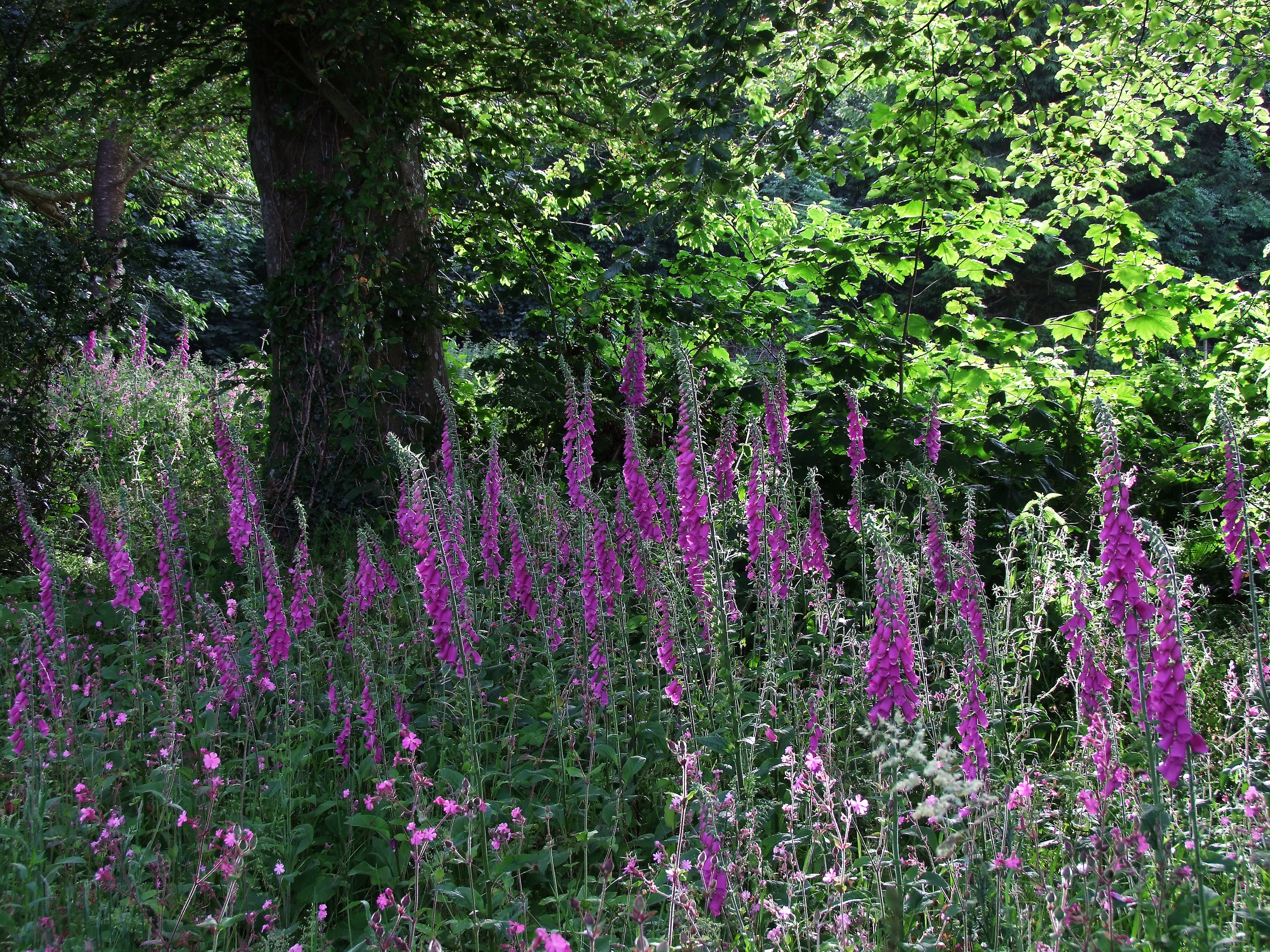 Foxgloves and a large tree in a forest HD Wallpaper