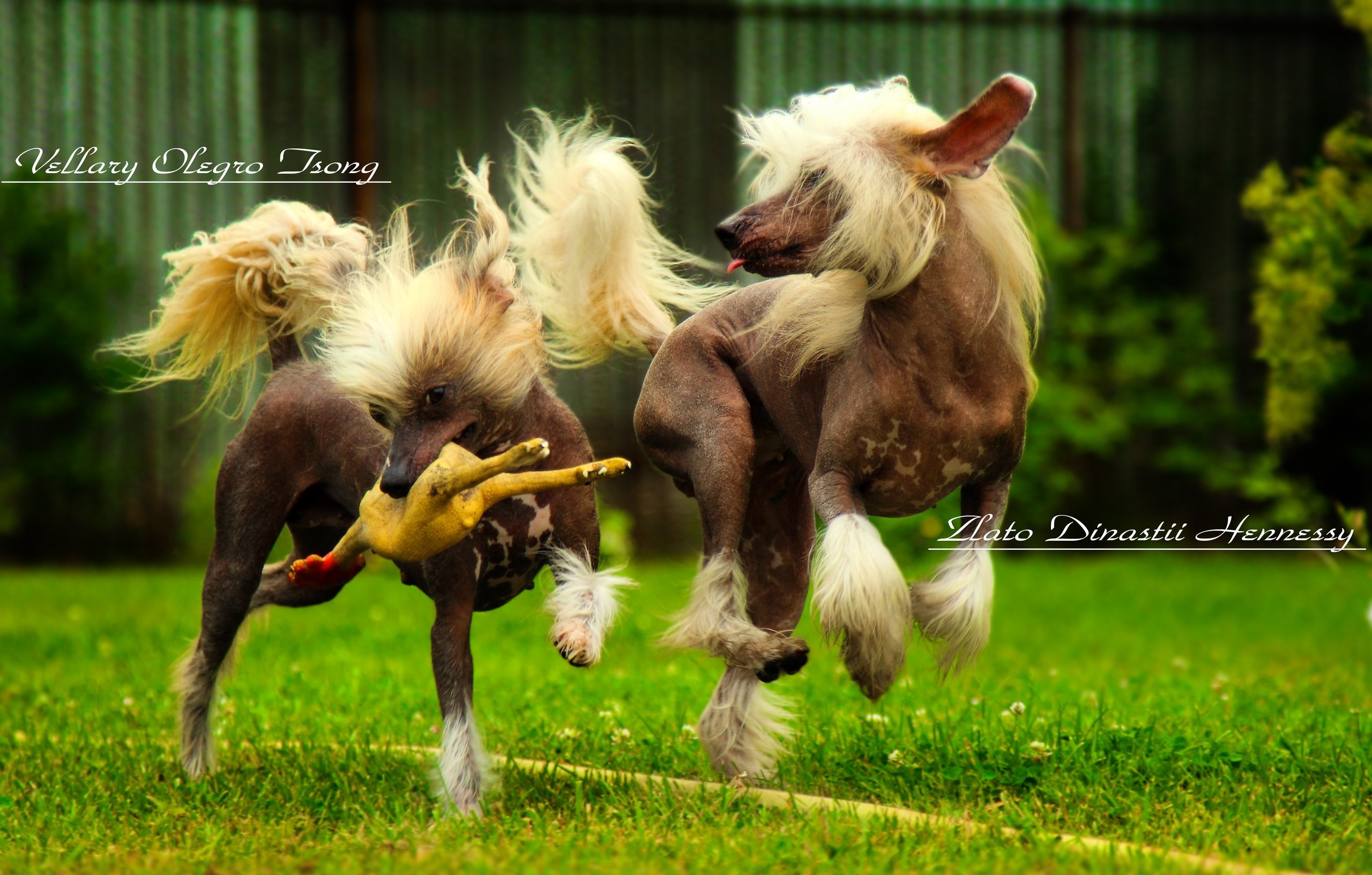 Two Chinese Crested dogs playing with a toy HD Wallpaper
