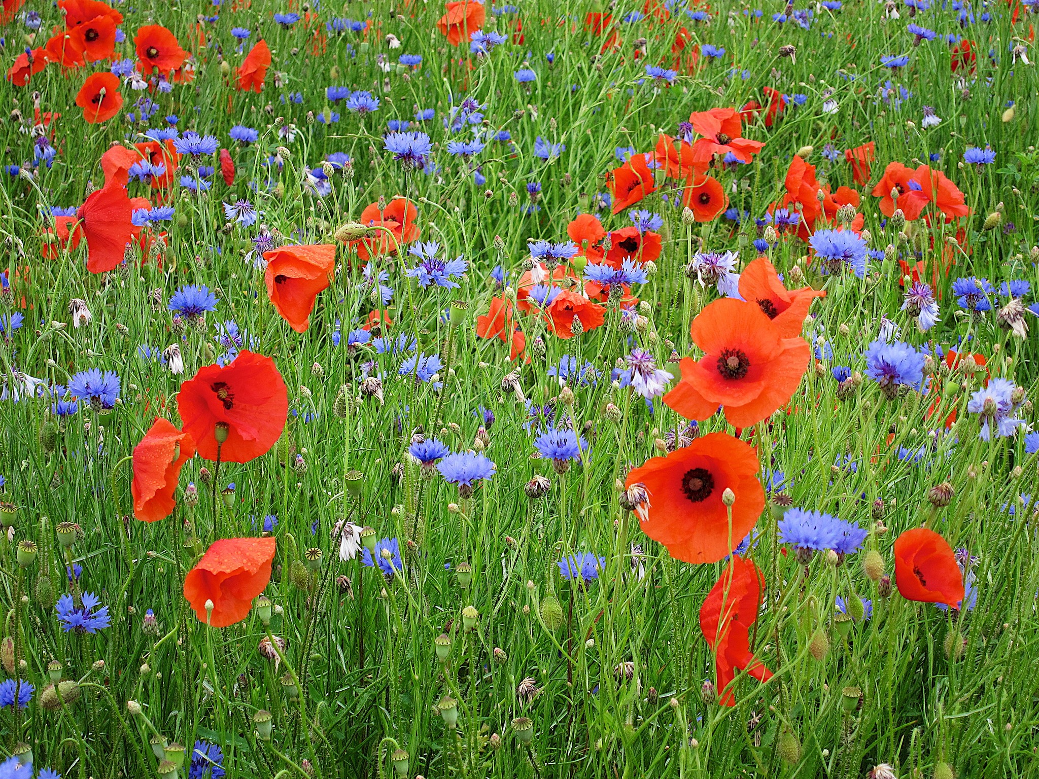 Field of red poppies and blue cornflowers in green grass HD Wallpaper