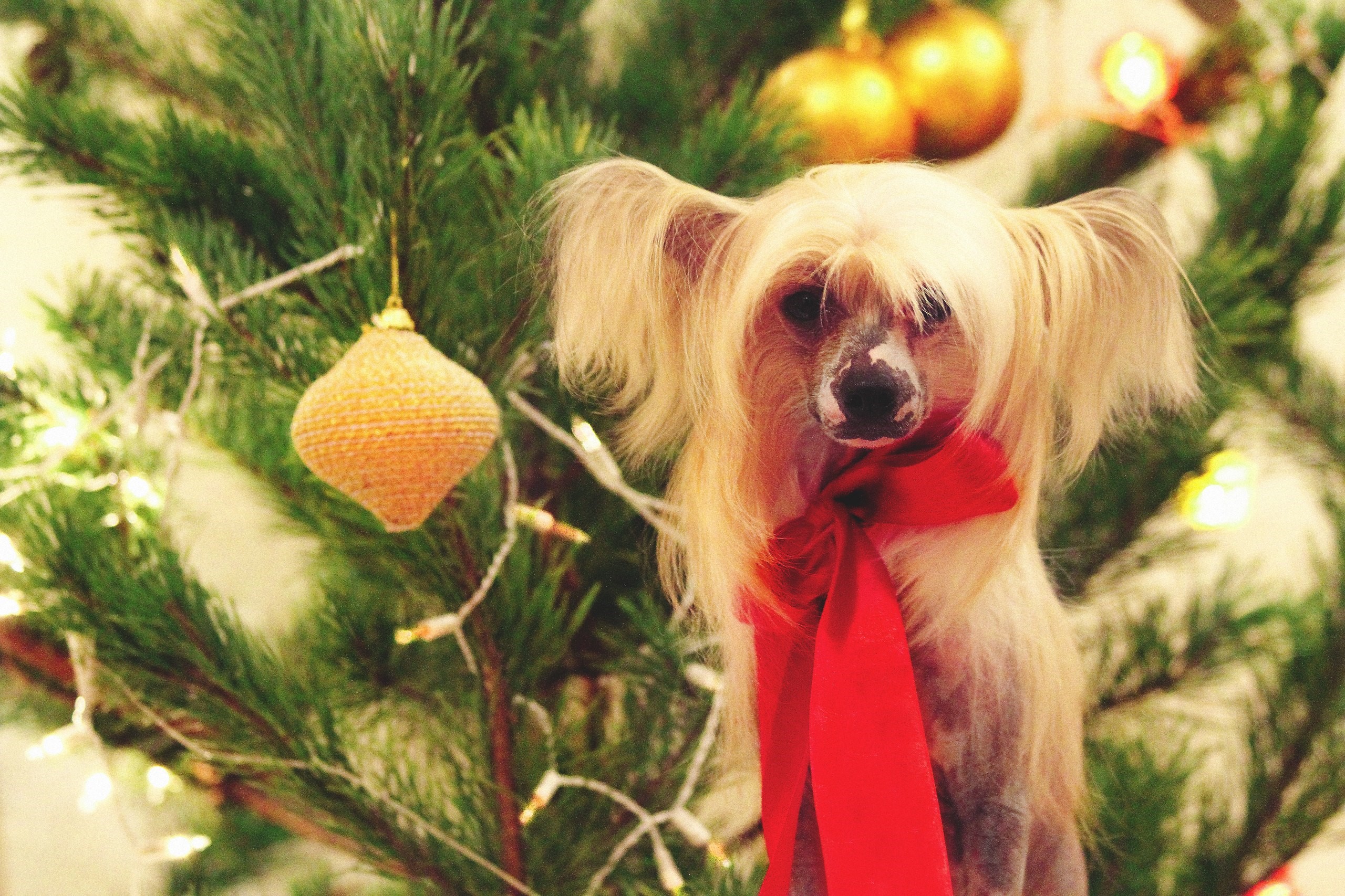 Chinese Crested dog wearing a red scarf by a Christmas tree HD Wallpaper