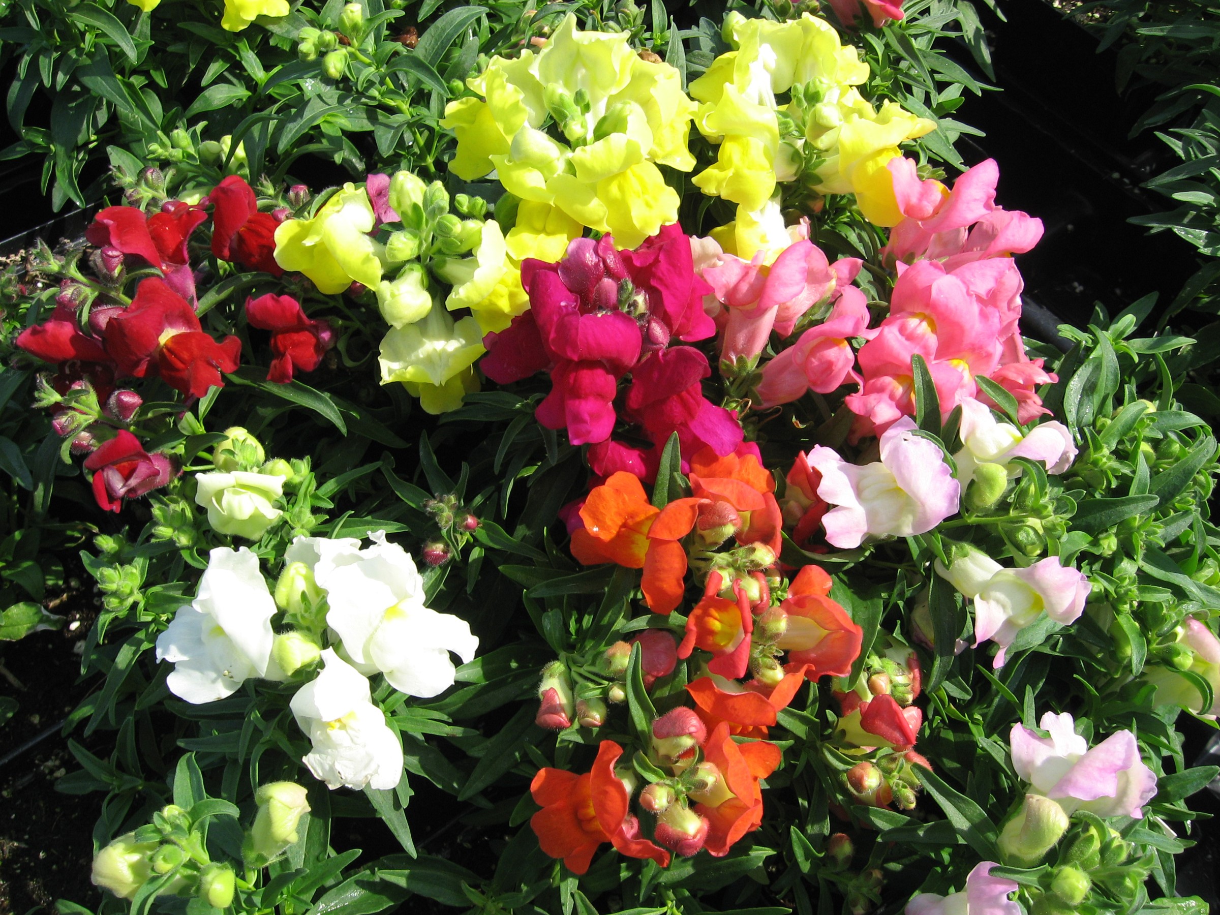 Close-up of colorful snapdragons in bloom HD Wallpaper