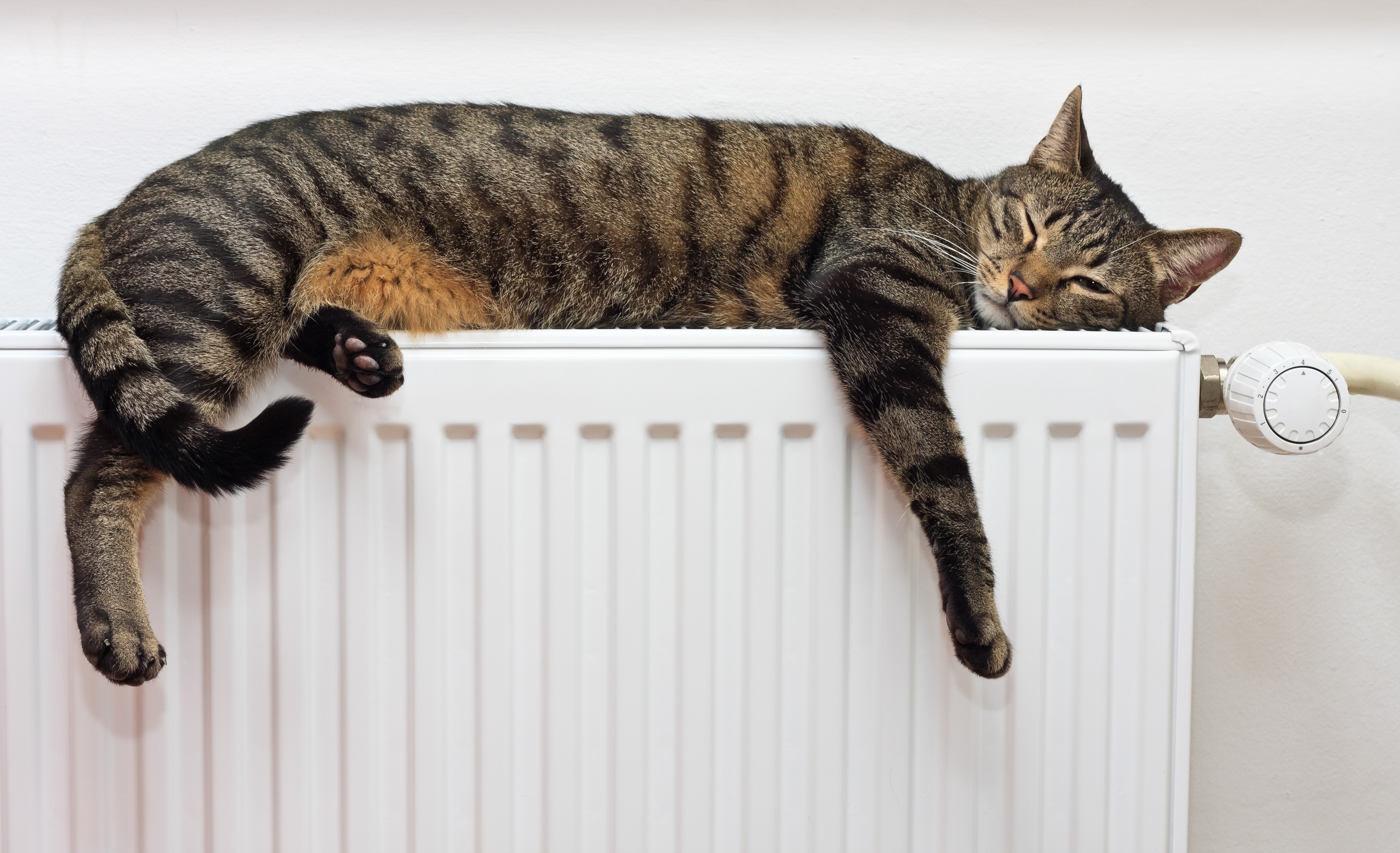 Tabby cat sleeping on a radiator HD Wallpaper