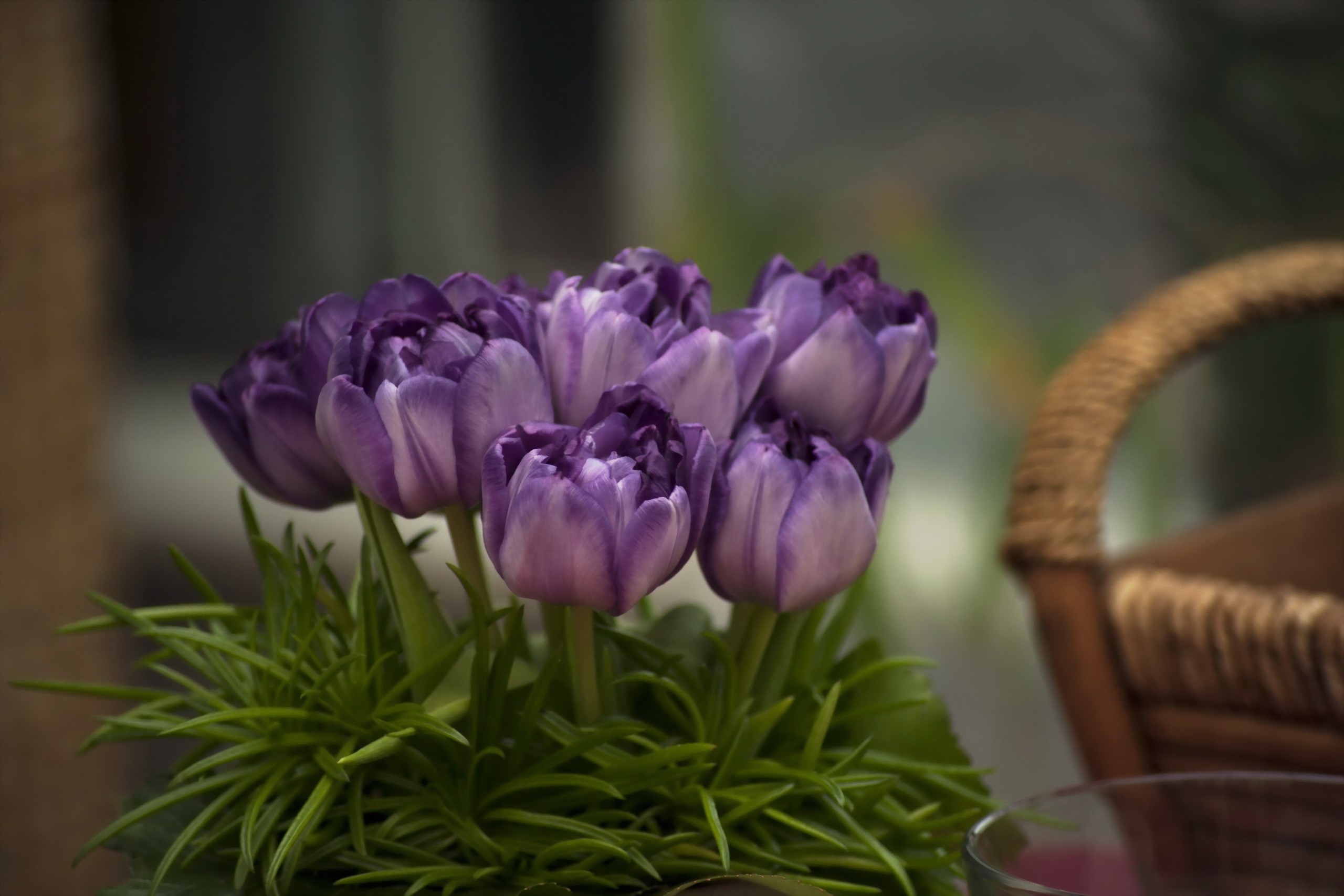 Purple tulips in a bouquet with green foliage HD Wallpaper