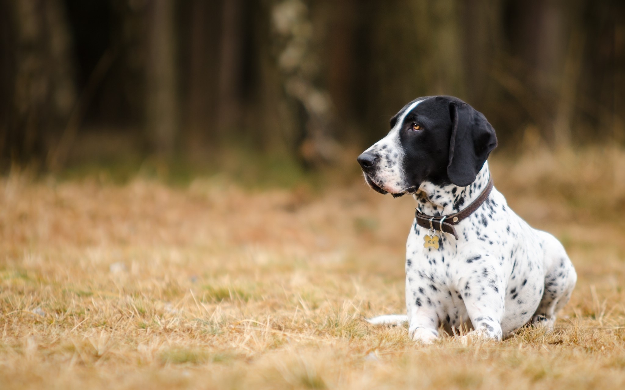 German Shorthaired Pointer dog sitting in a field HD Wallpaper