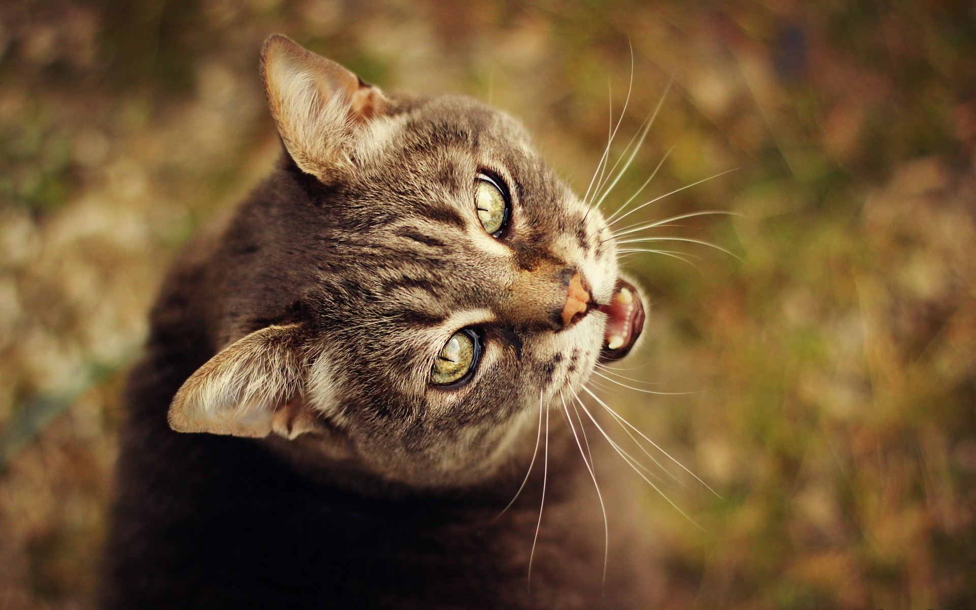 Close-up of a tabby cat looking up HD Wallpaper