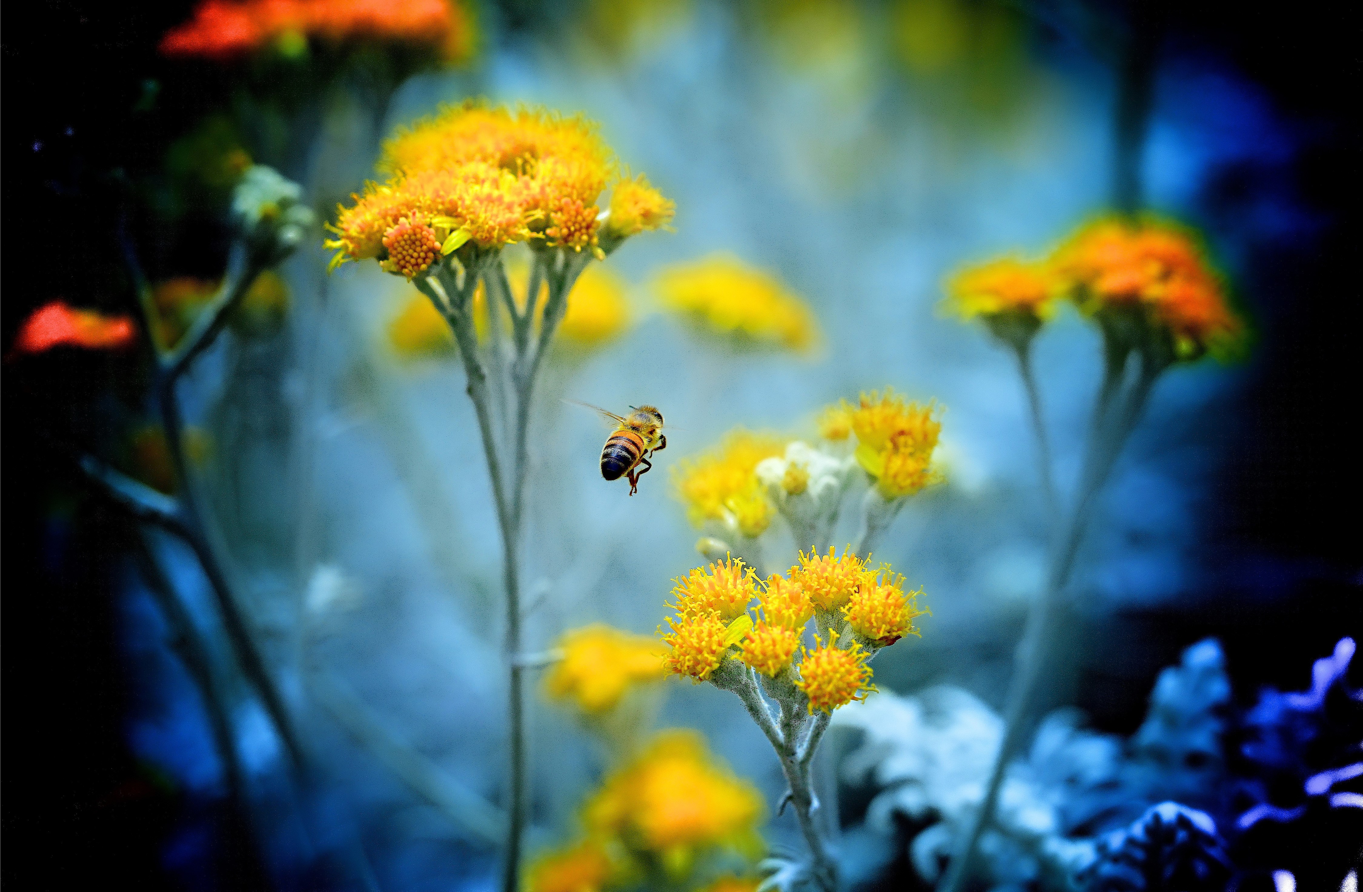 Bee flying near yellow flowers HD Wallpaper