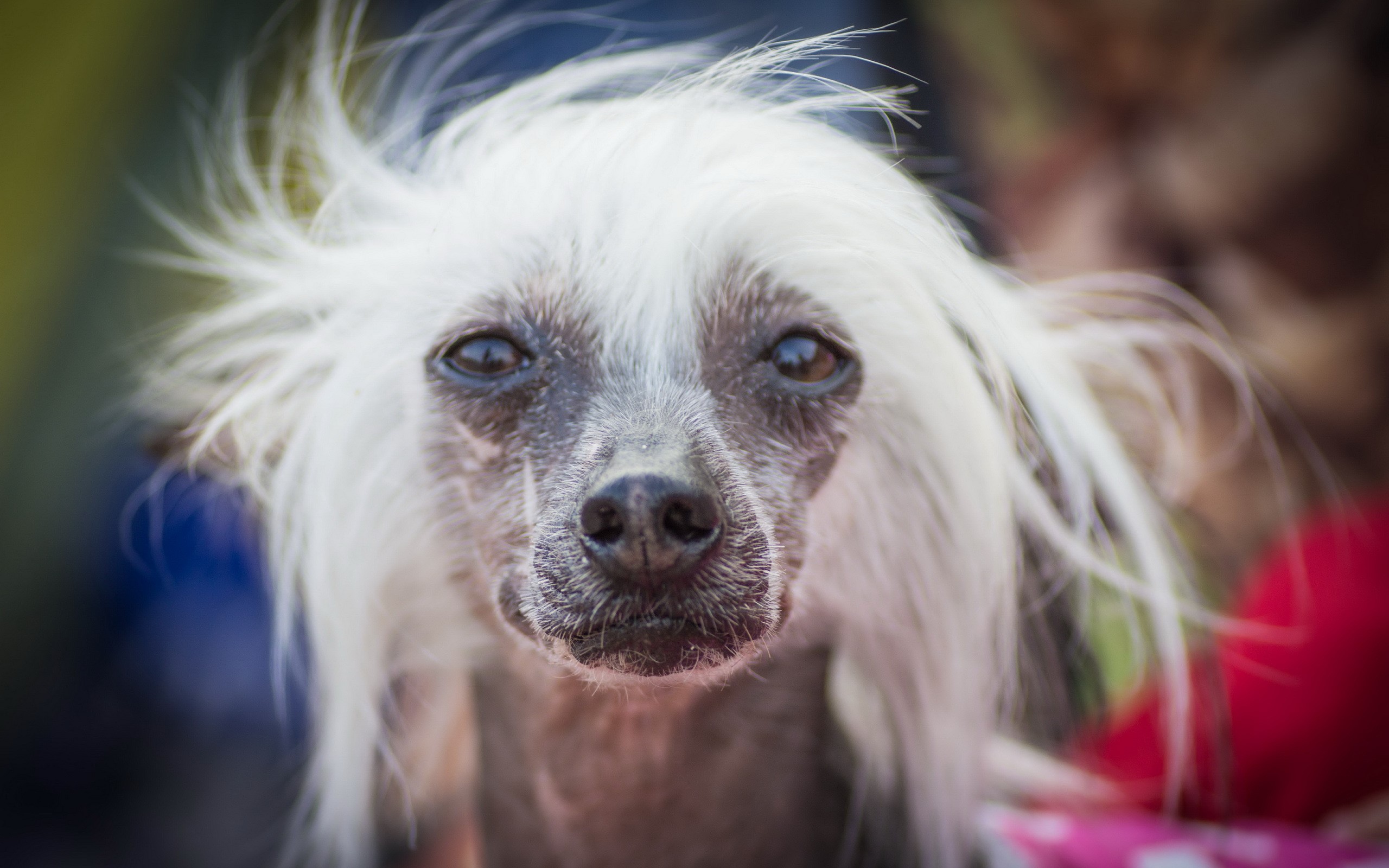 Chinese Crested dog with white hair HD Wallpaper