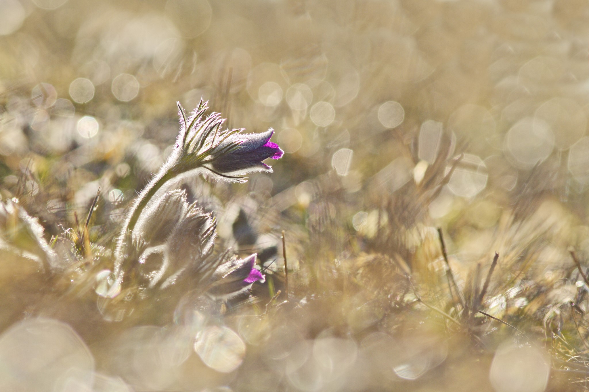 Purple pasqueflower bud in soft sunlight HD Wallpaper