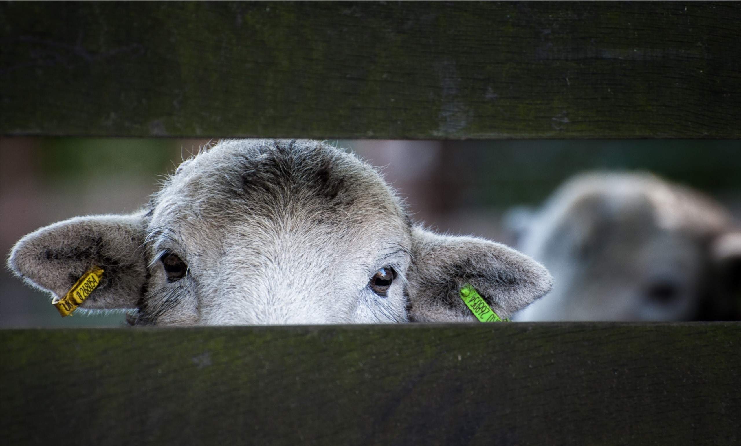 Lamb peeking over a wooden fence HD Wallpaper