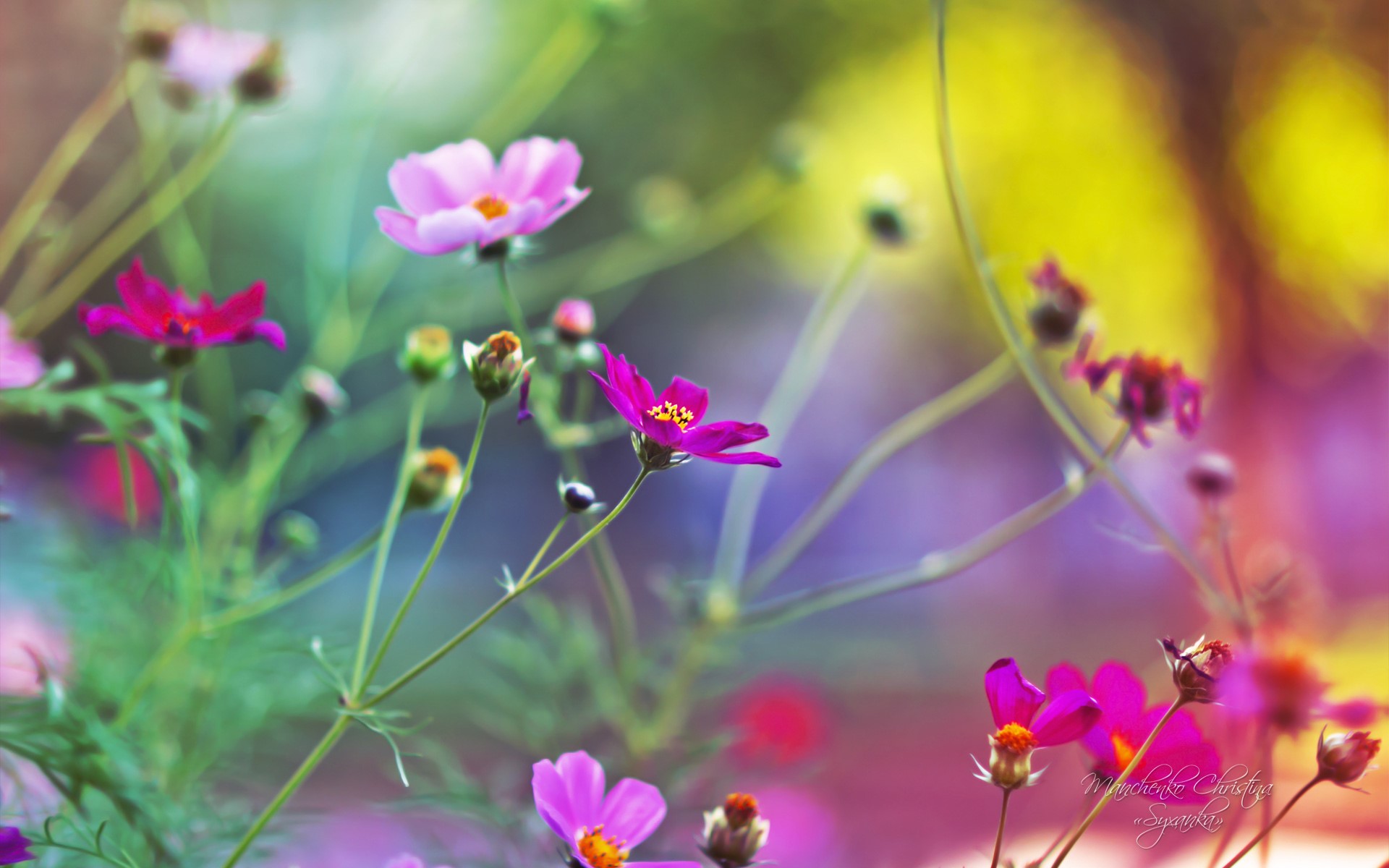 Christina Manchenko Cosmos plant HD Wallpaper