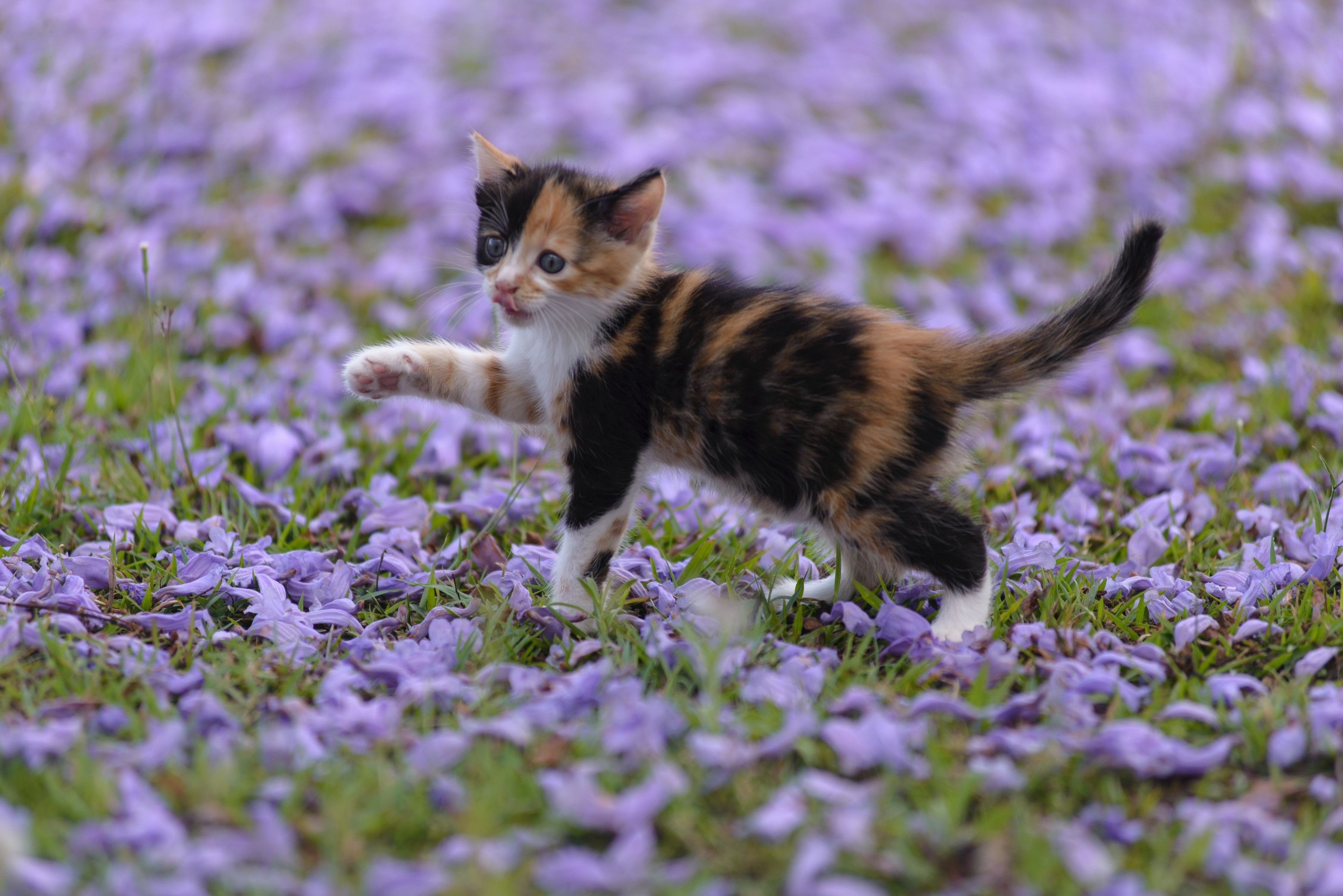 Calico kitten walking through purple flower petals HD Wallpaper