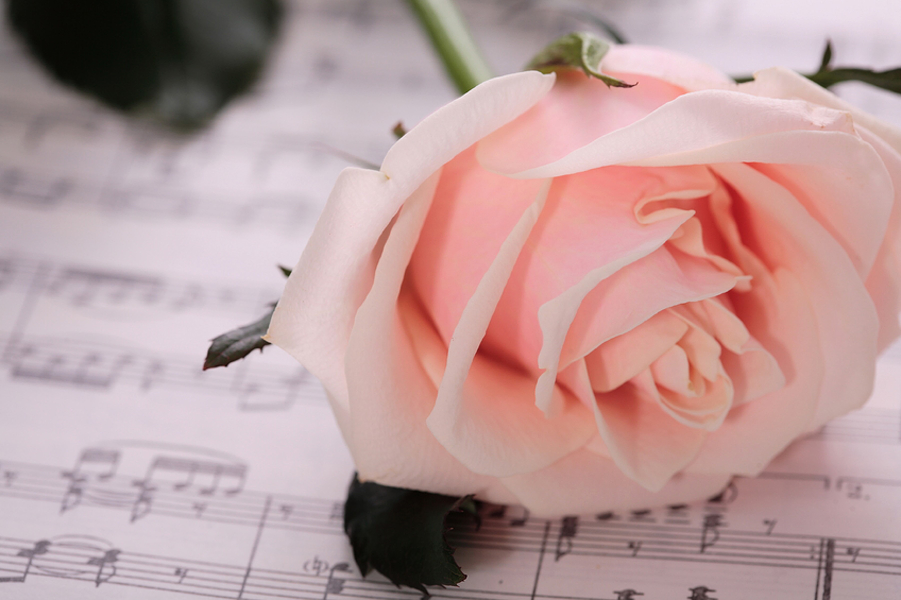 Pink rose on sheet music HD Wallpaper