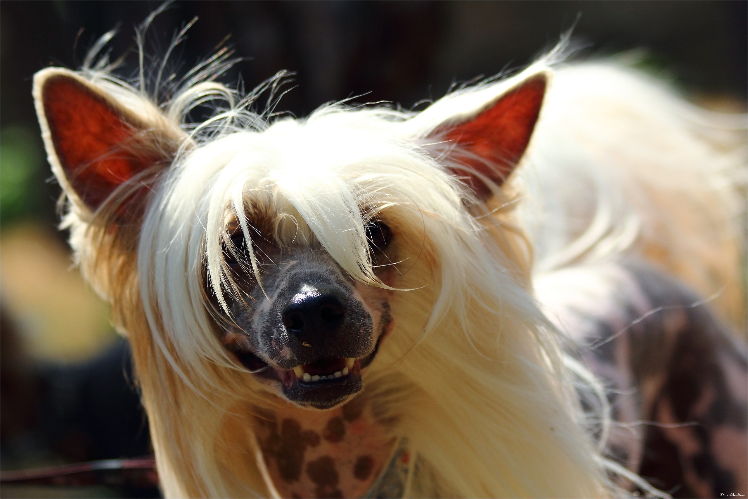 Chinese Crested dog with long blonde hair HD Wallpaper
