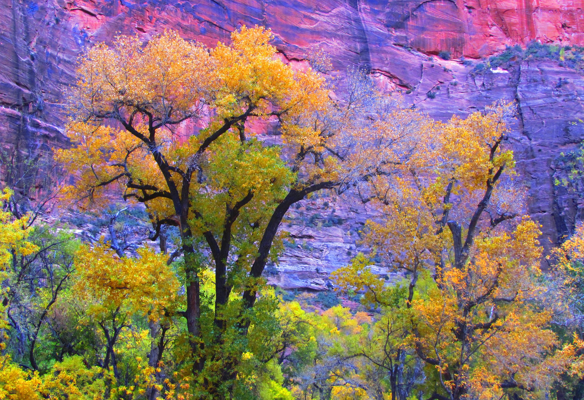 Autumn trees in Zion National Park, Utah HD Wallpaper