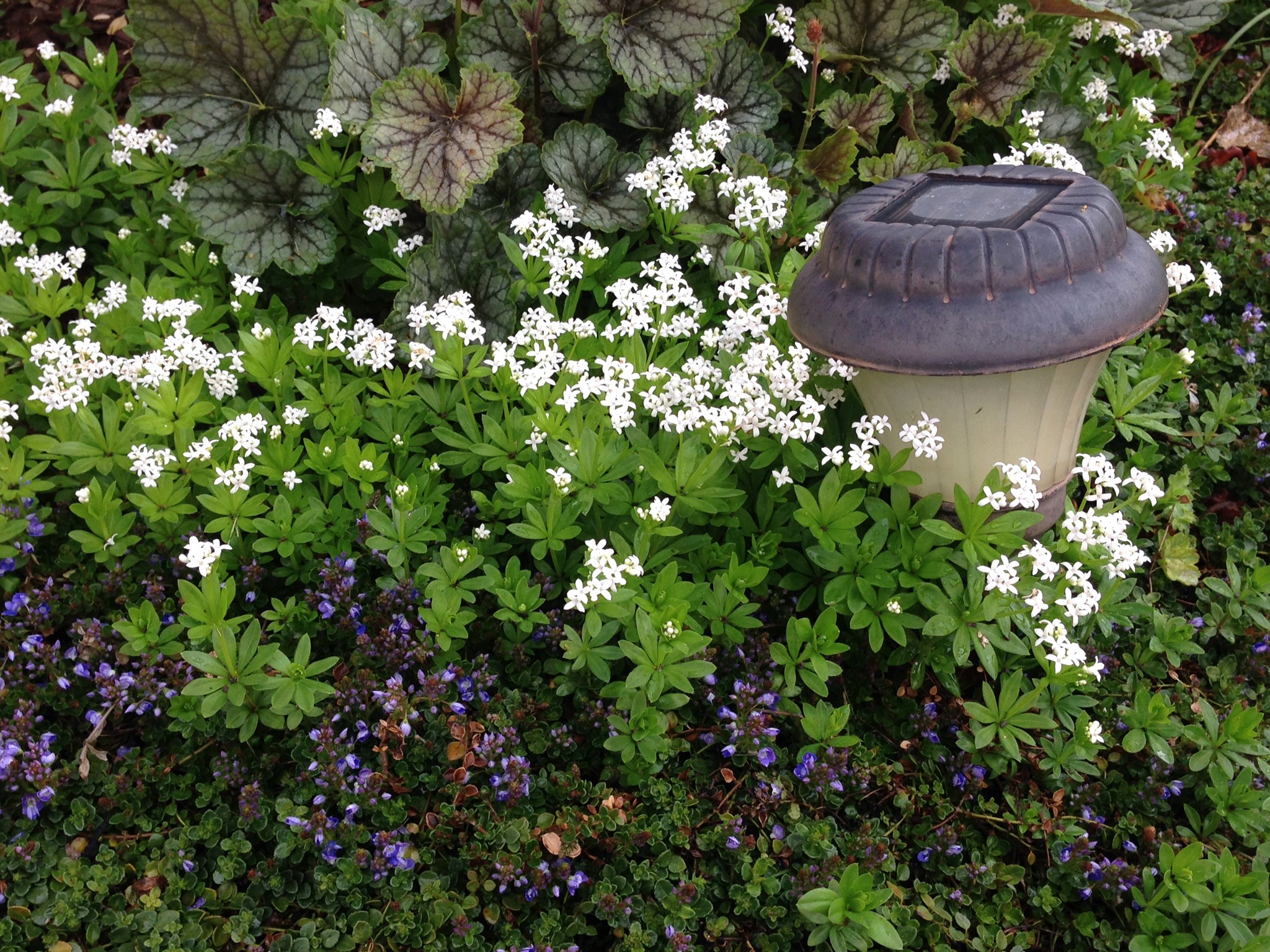Woodruff and Heuchera plants with a solar garden light HD Wallpaper