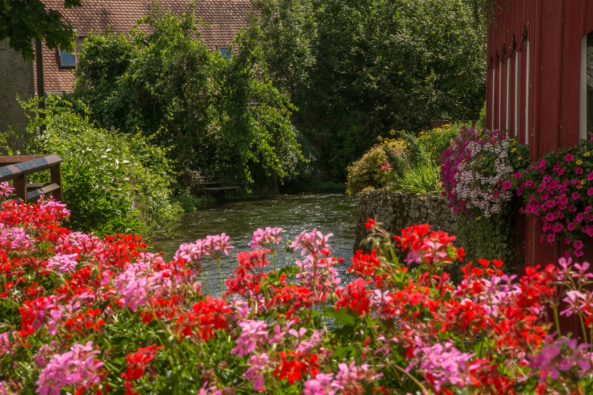 Flowers by a river in Germany HD Wallpaper