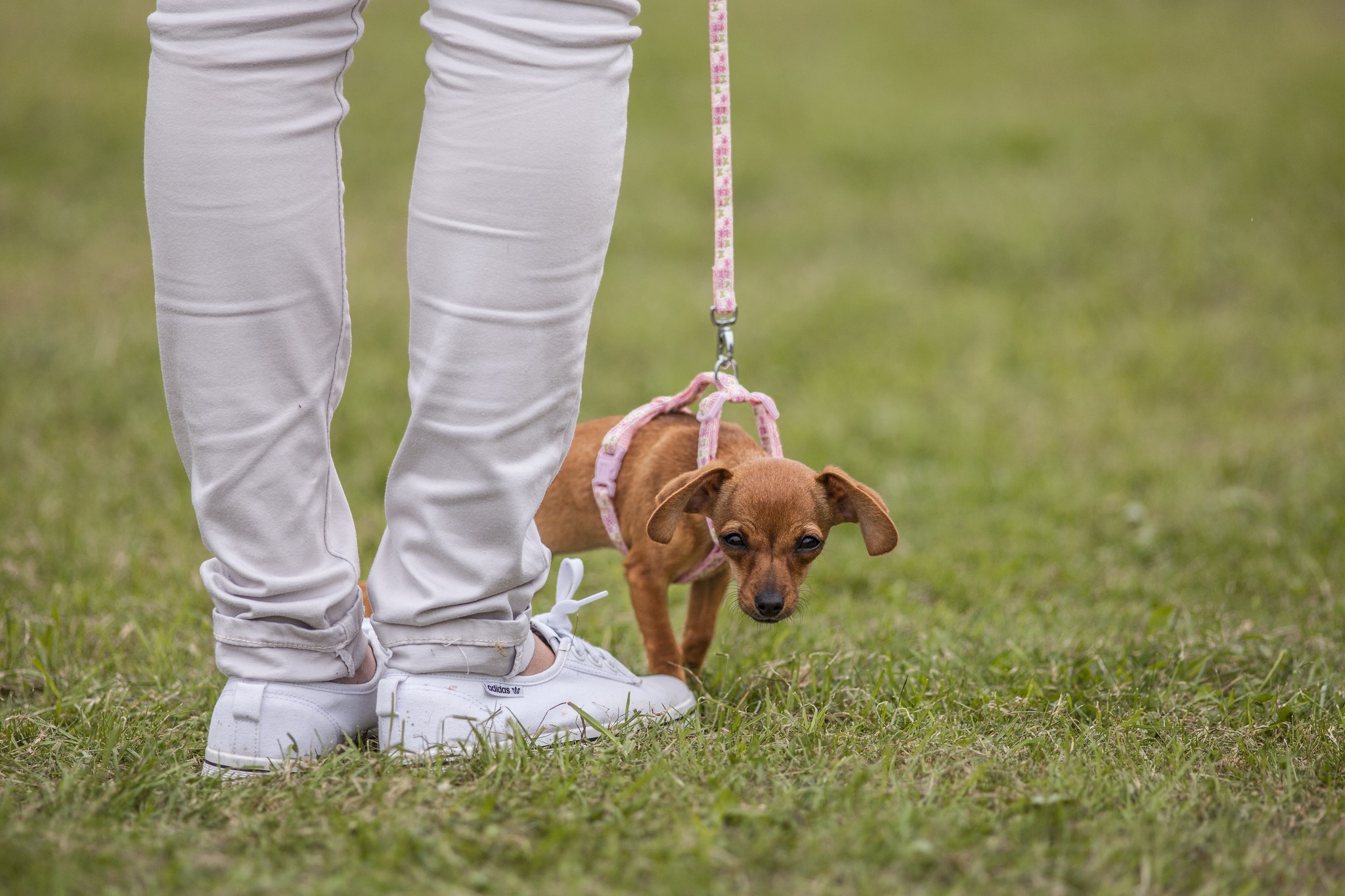 Person walking a small dog on a leash HD Wallpaper