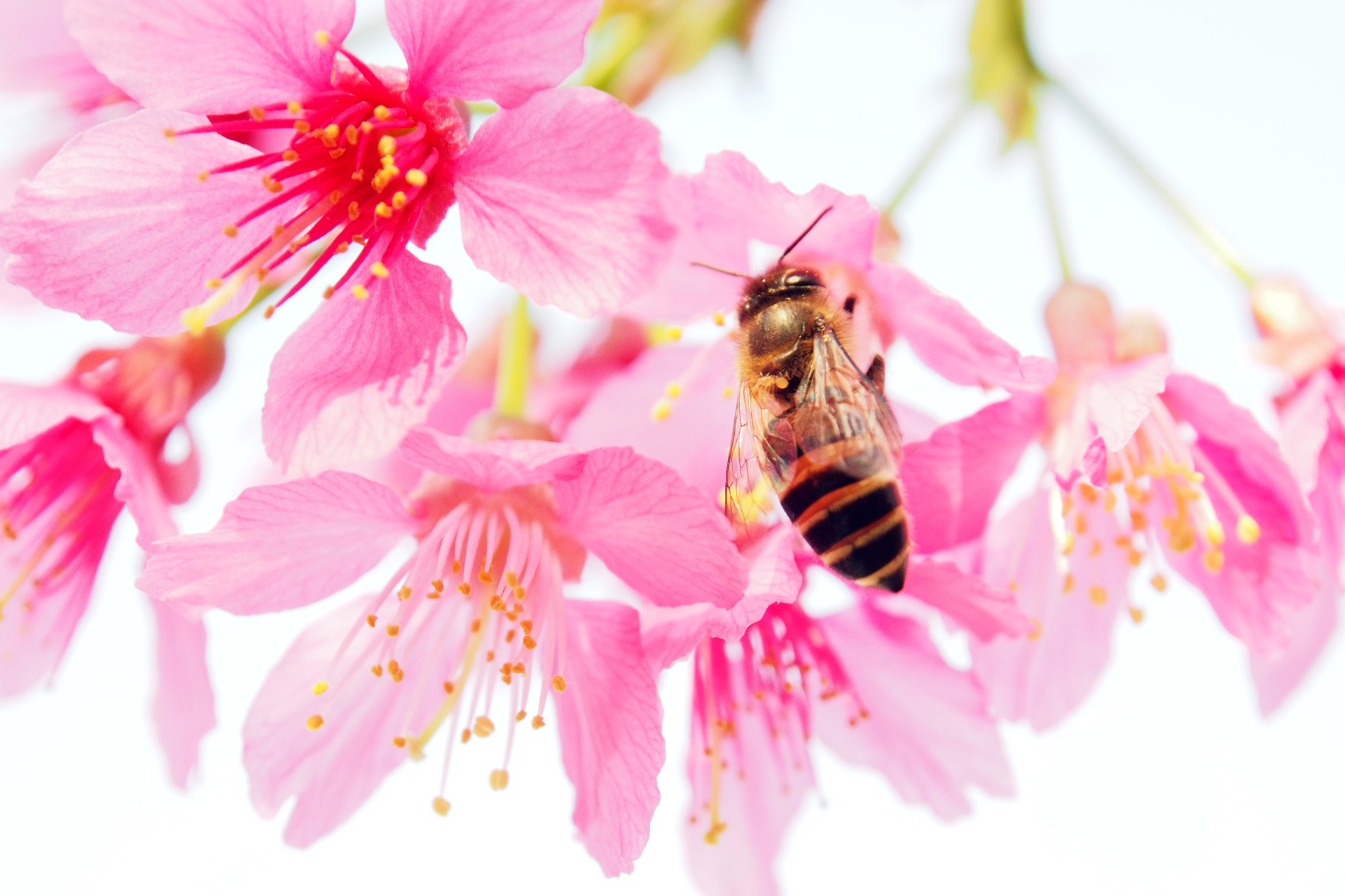 Bee on pink cherry blossoms HD Wallpaper