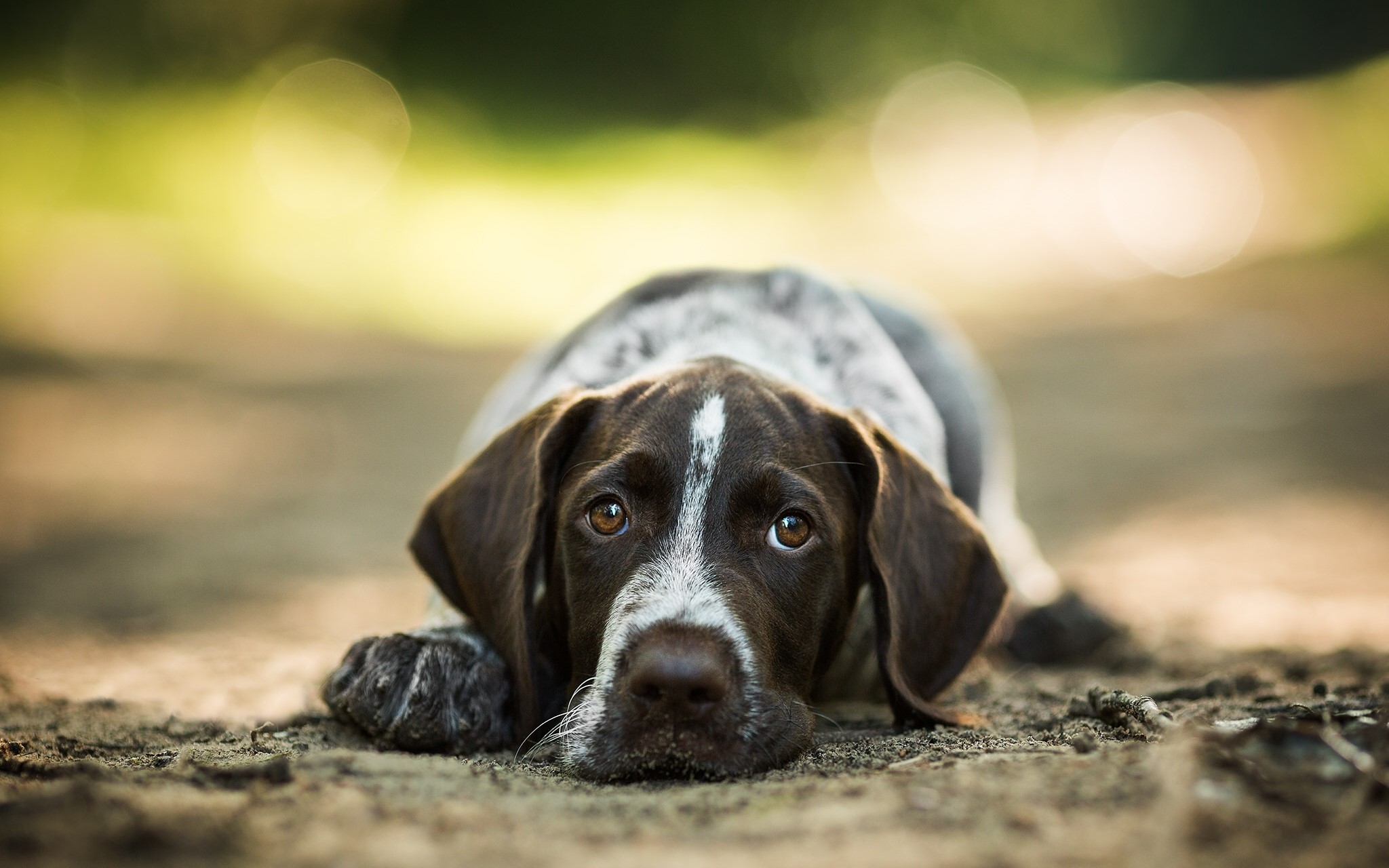 German Shorthaired Pointer puppy lying on the ground HD Wallpaper