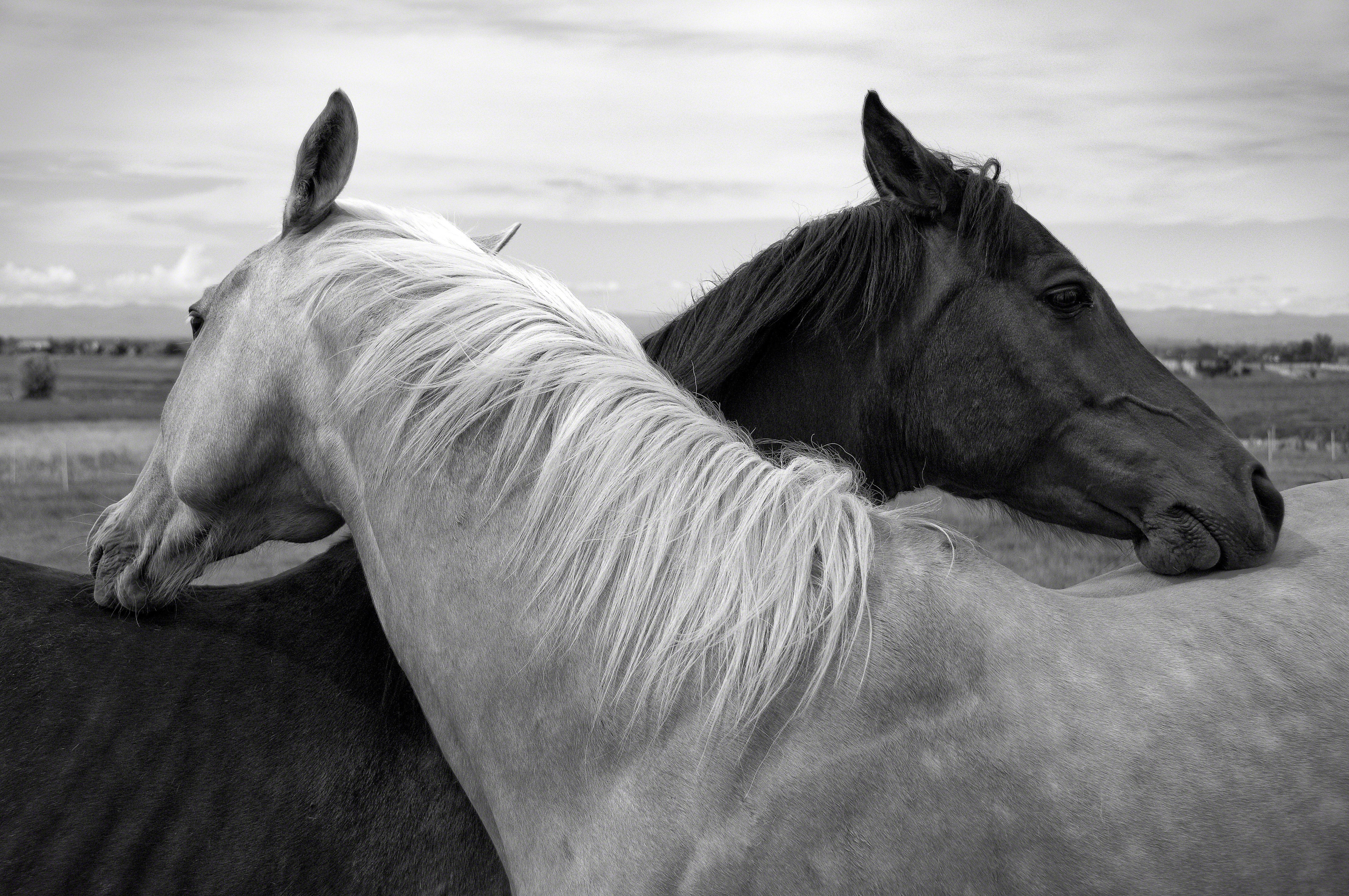 Two horses, one light and one dark, in a field HD Wallpaper